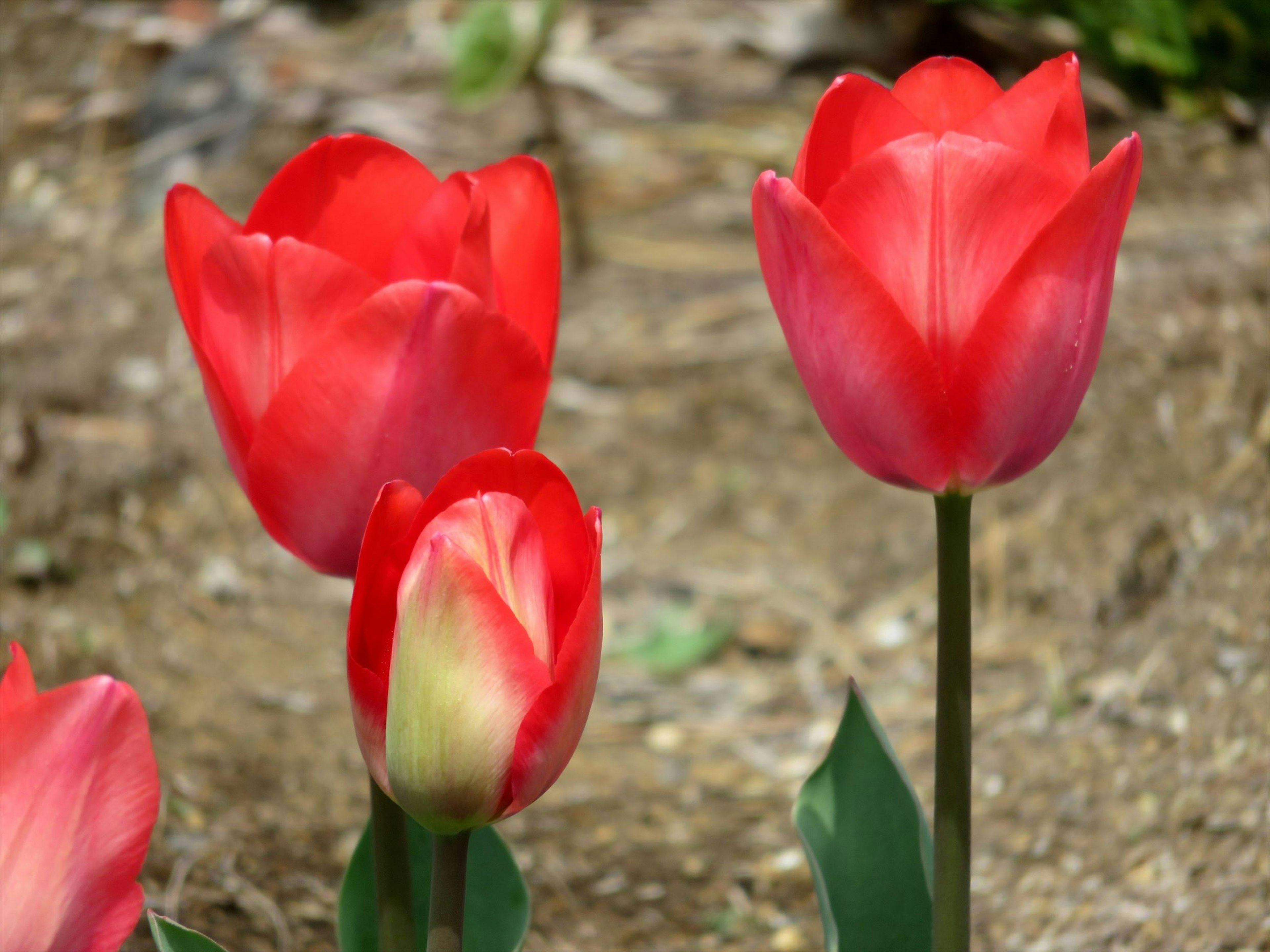 鮮やかな赤いチューリップの花が数本咲いている