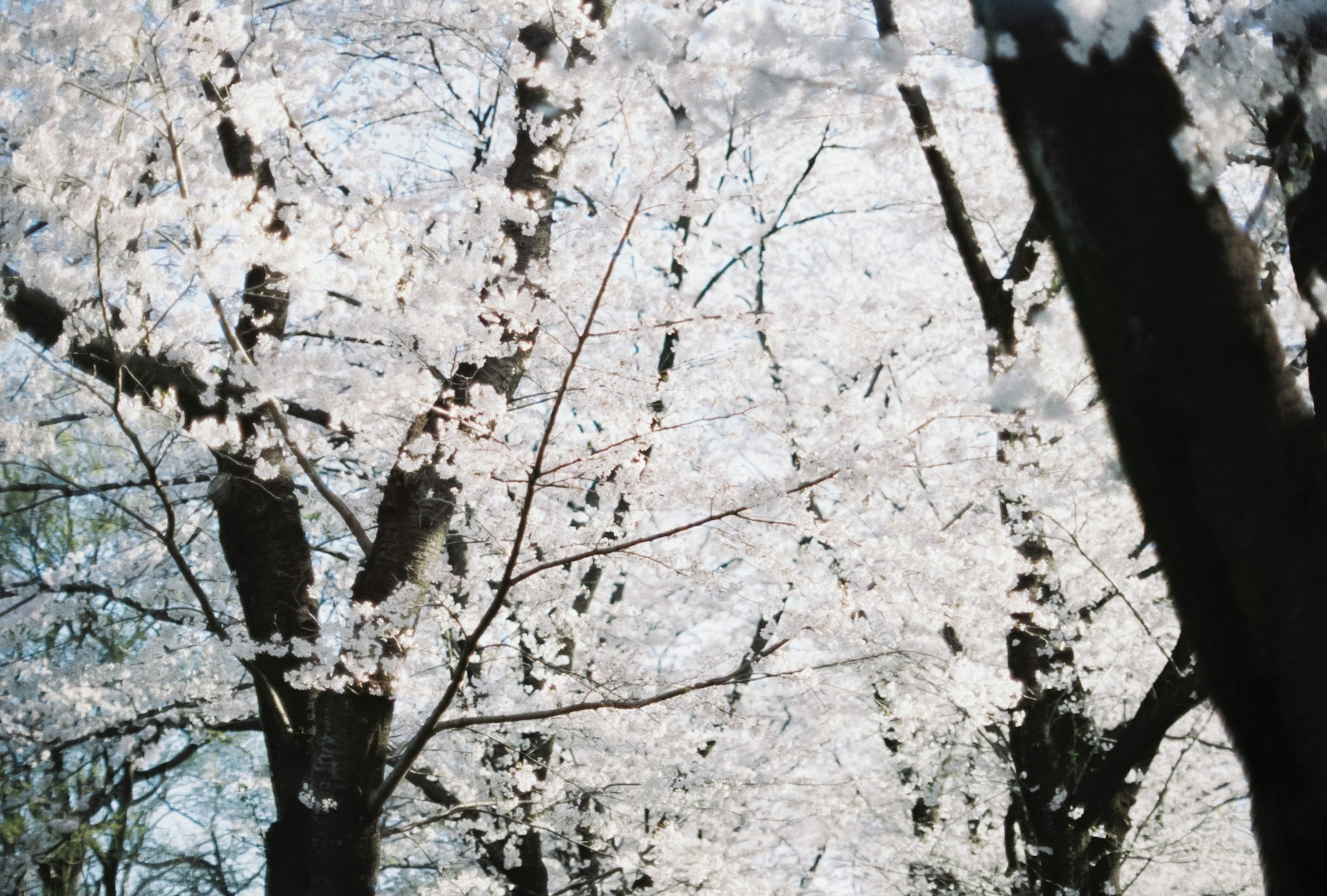 Pemandangan pohon sakura yang sedang mekar