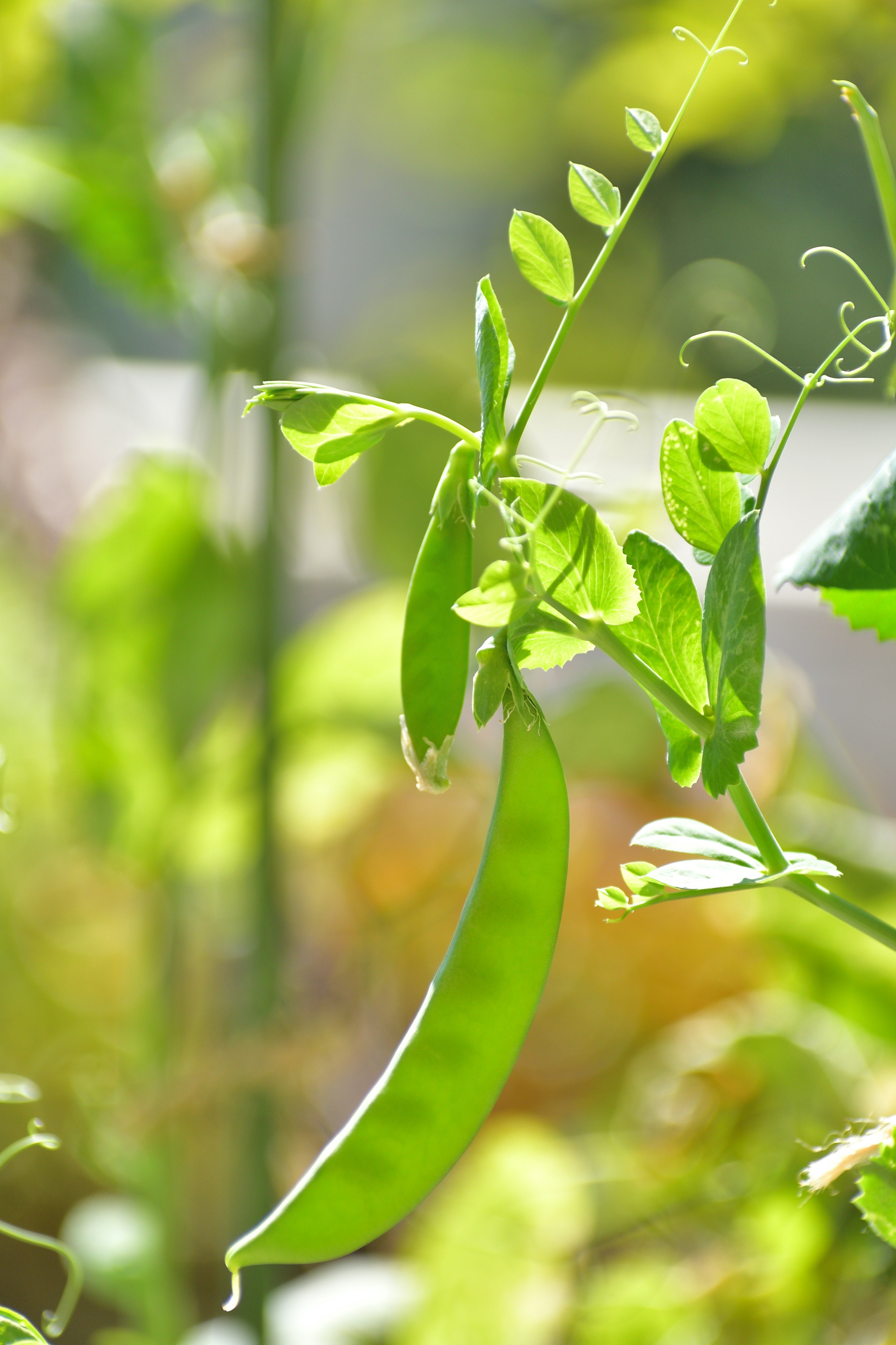 Branche de plante de pois vert avec des gousses