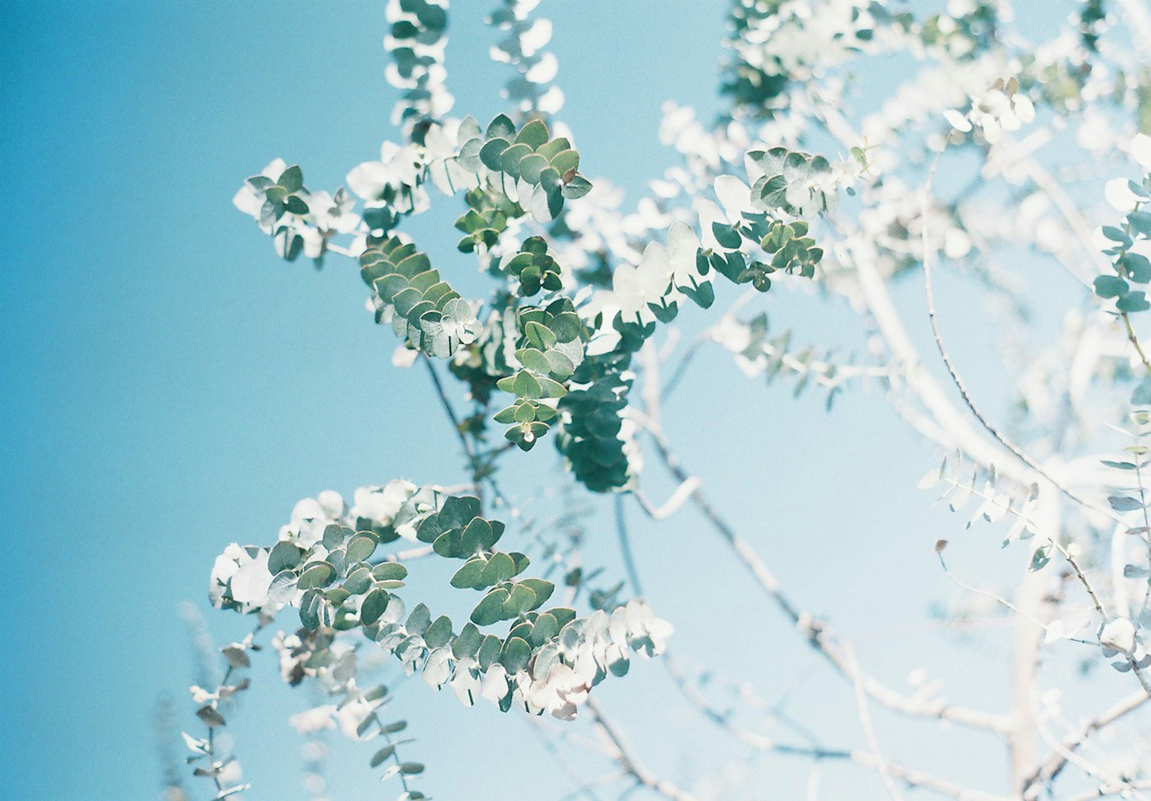 Plant with green leaves on white branches against a blue sky