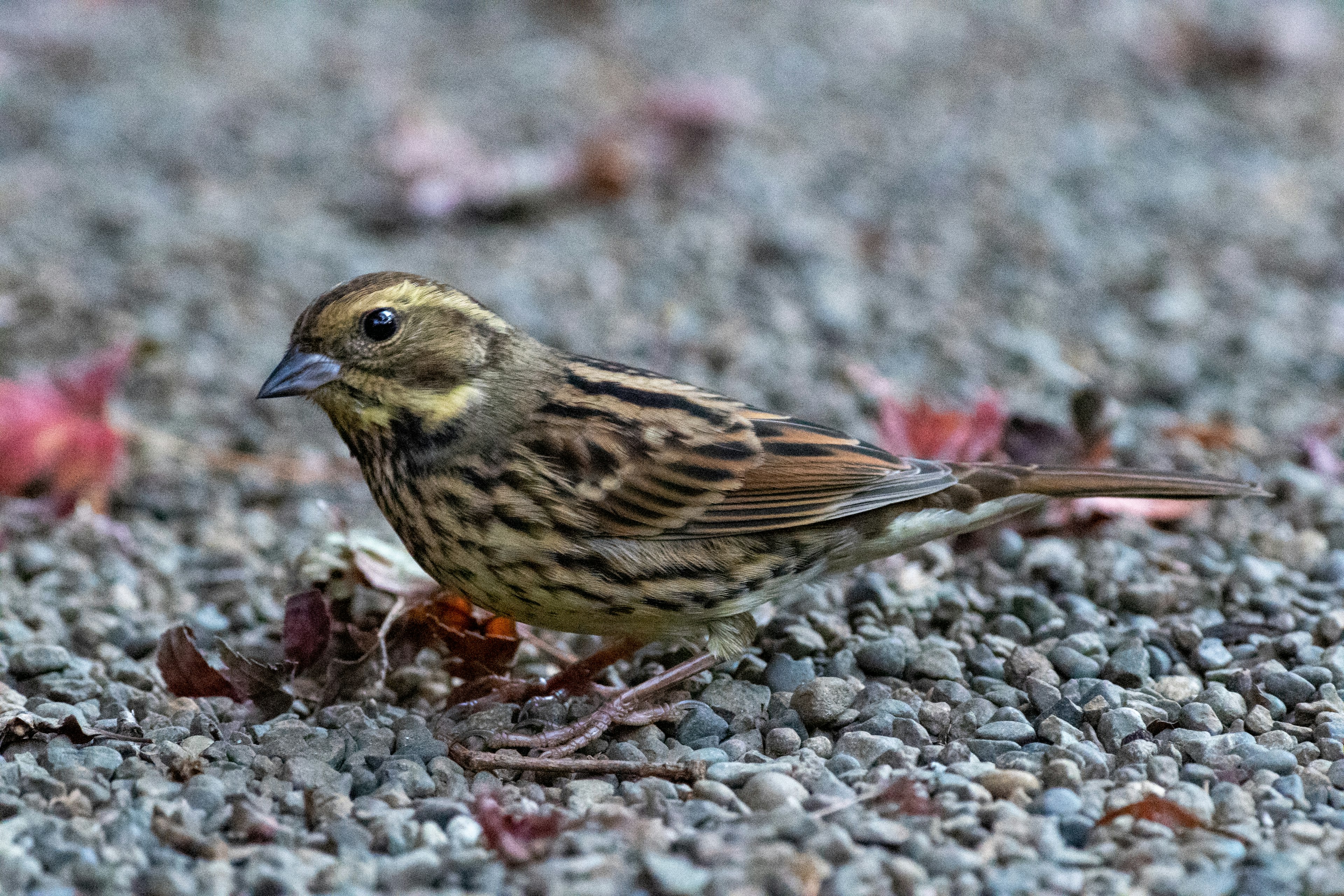 Un piccolo uccello a terra con piumaggio marrone e giallo con motivi che cammina su foglie cadute