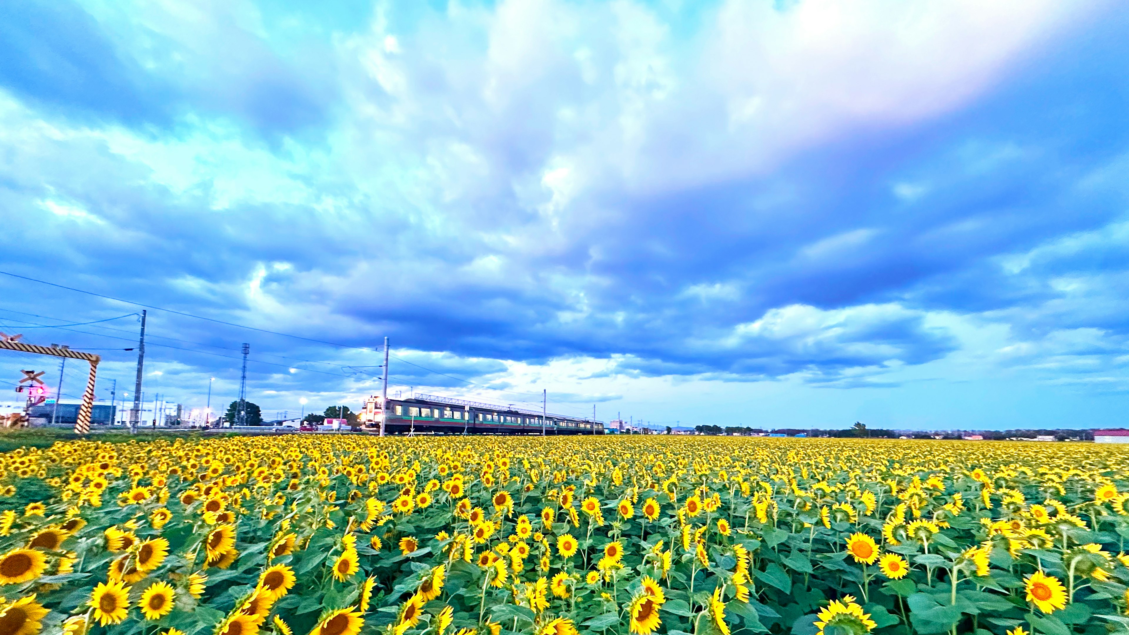 Un champ de tournesols sous un ciel bleu avec des nuages blancs