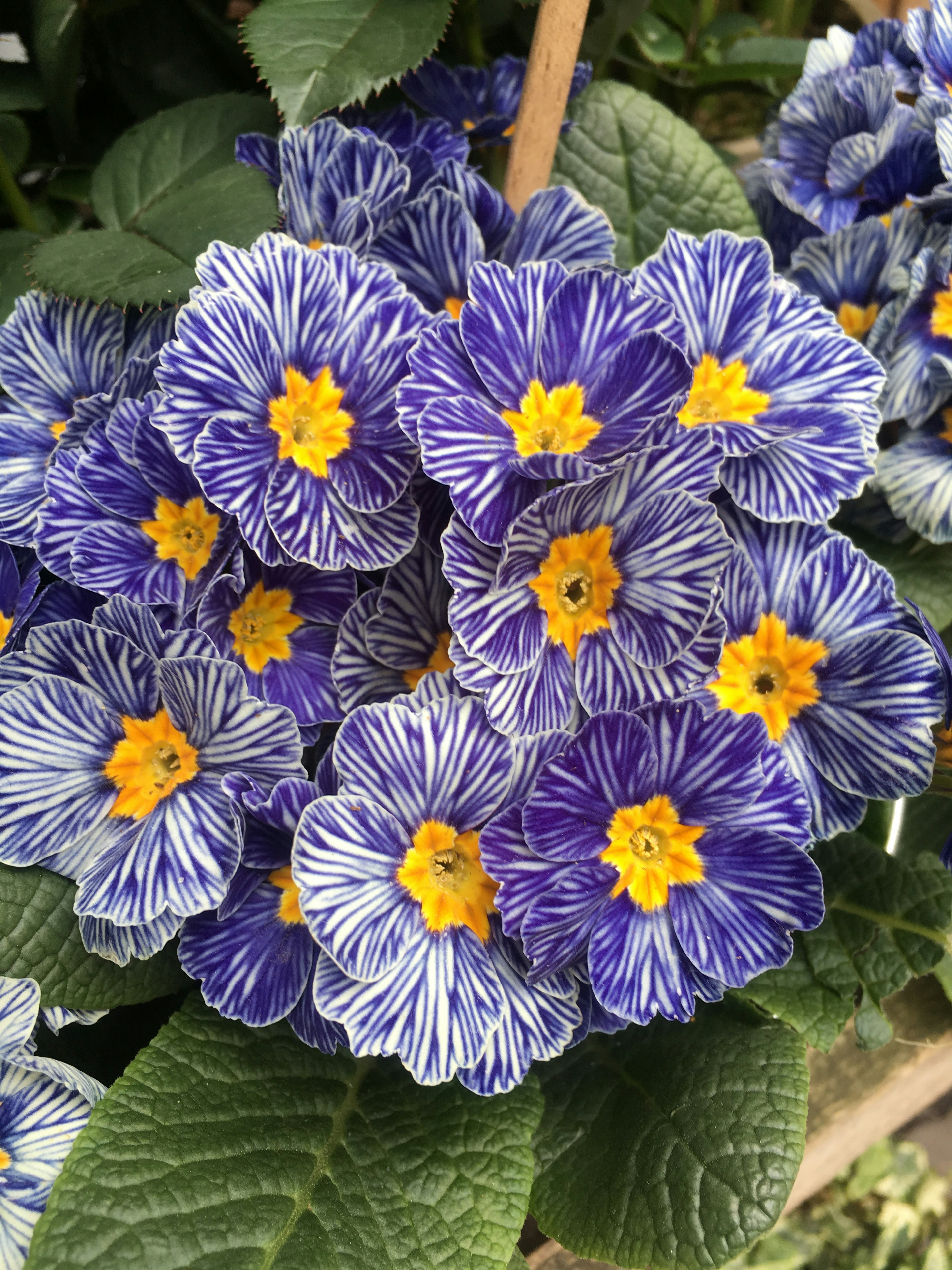 Mazzo di fiori di primula striati di viola e bianco con centri gialli