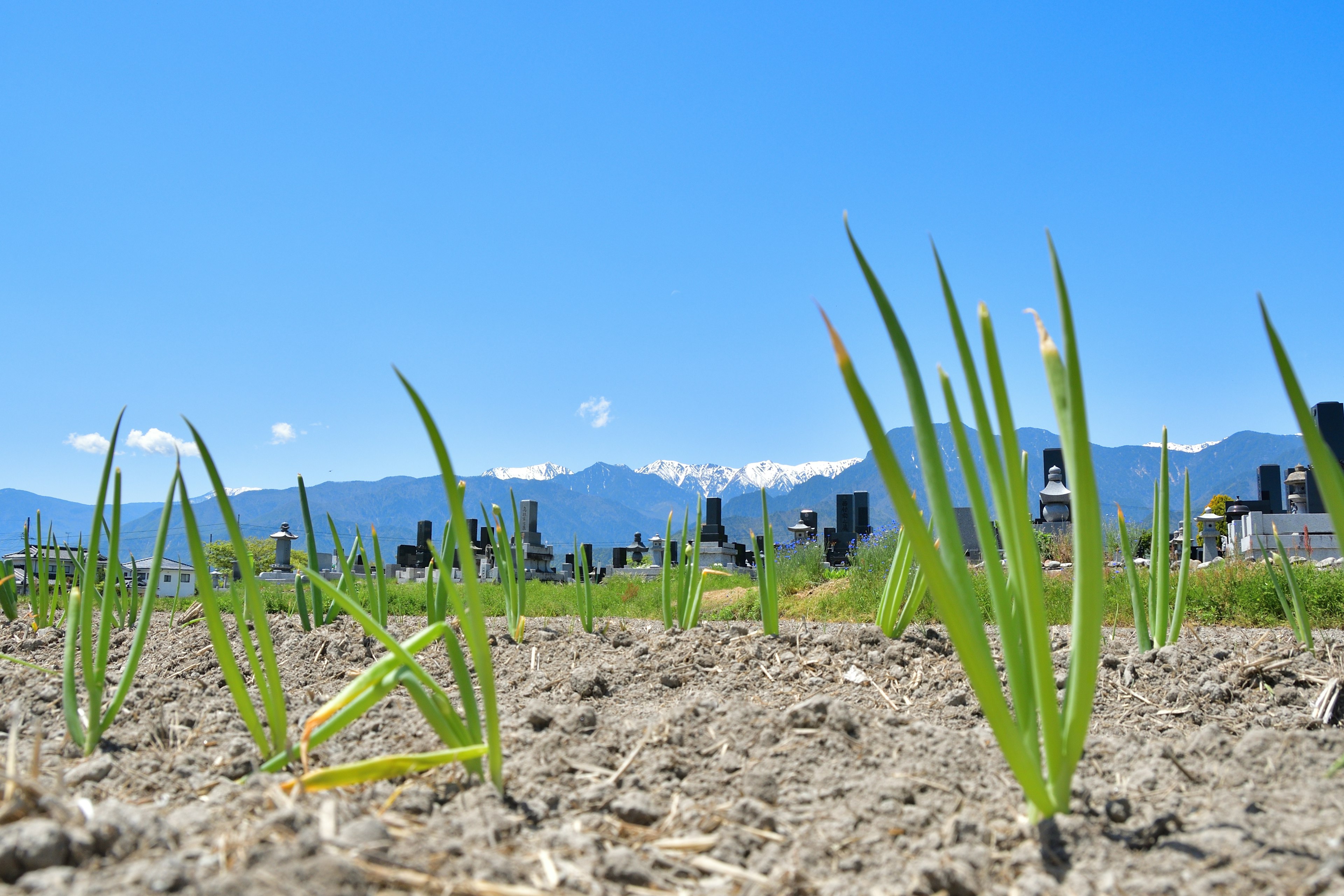 Piante di cipolla che crescono in primo piano con un cimitero sullo sfondo sotto un cielo blu chiaro