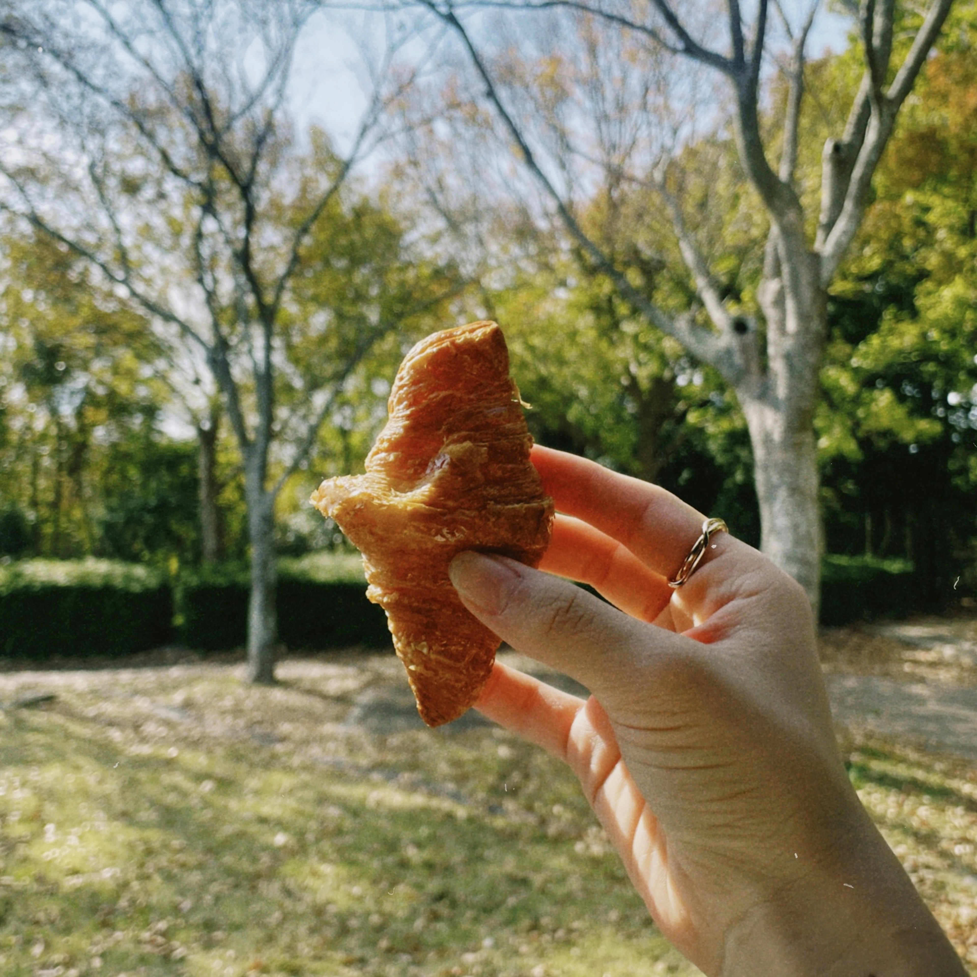 Hand holding a croissant in a park with trees in the background