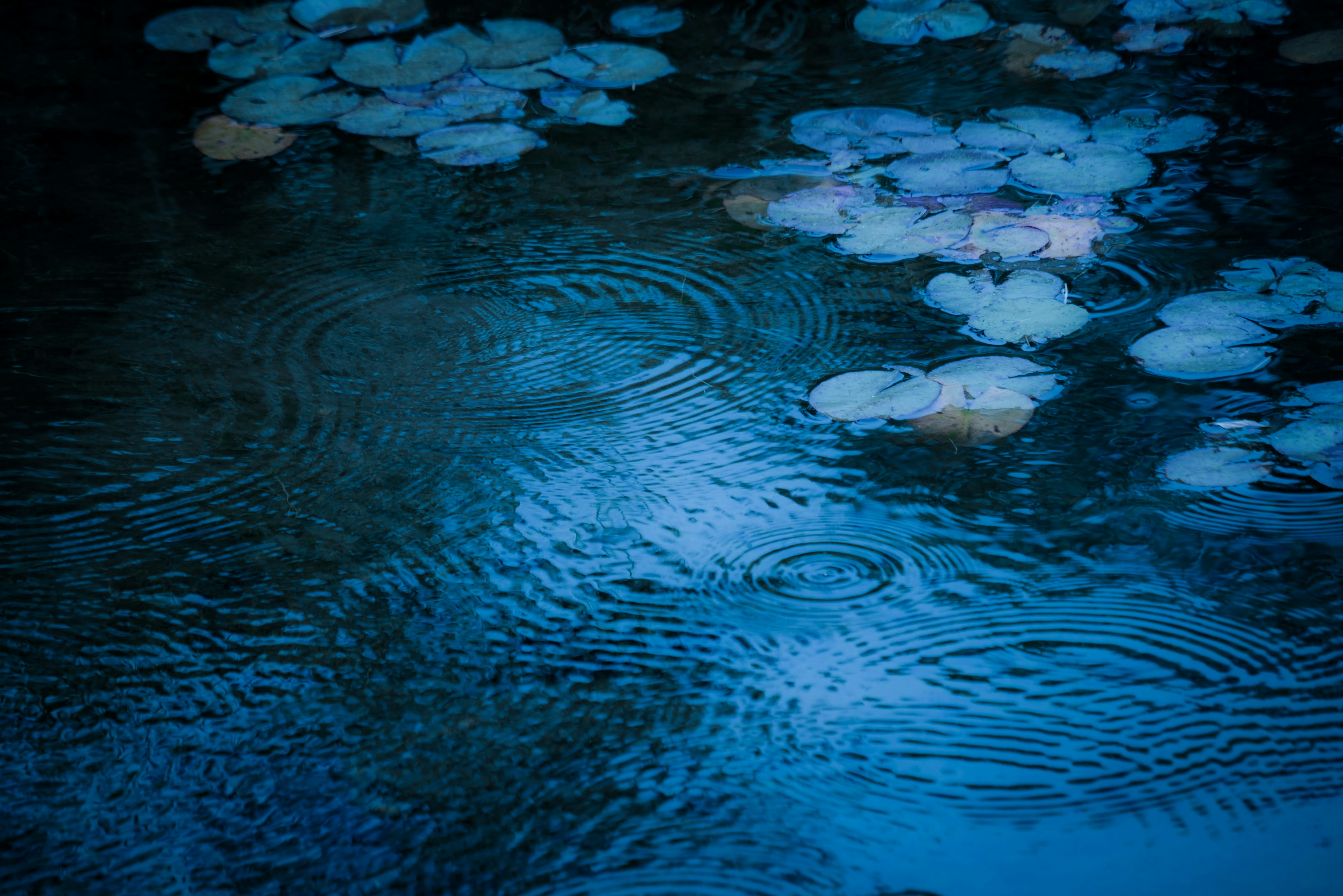 蓝色池塘场景，水面漂浮着睡莲，雨滴波纹