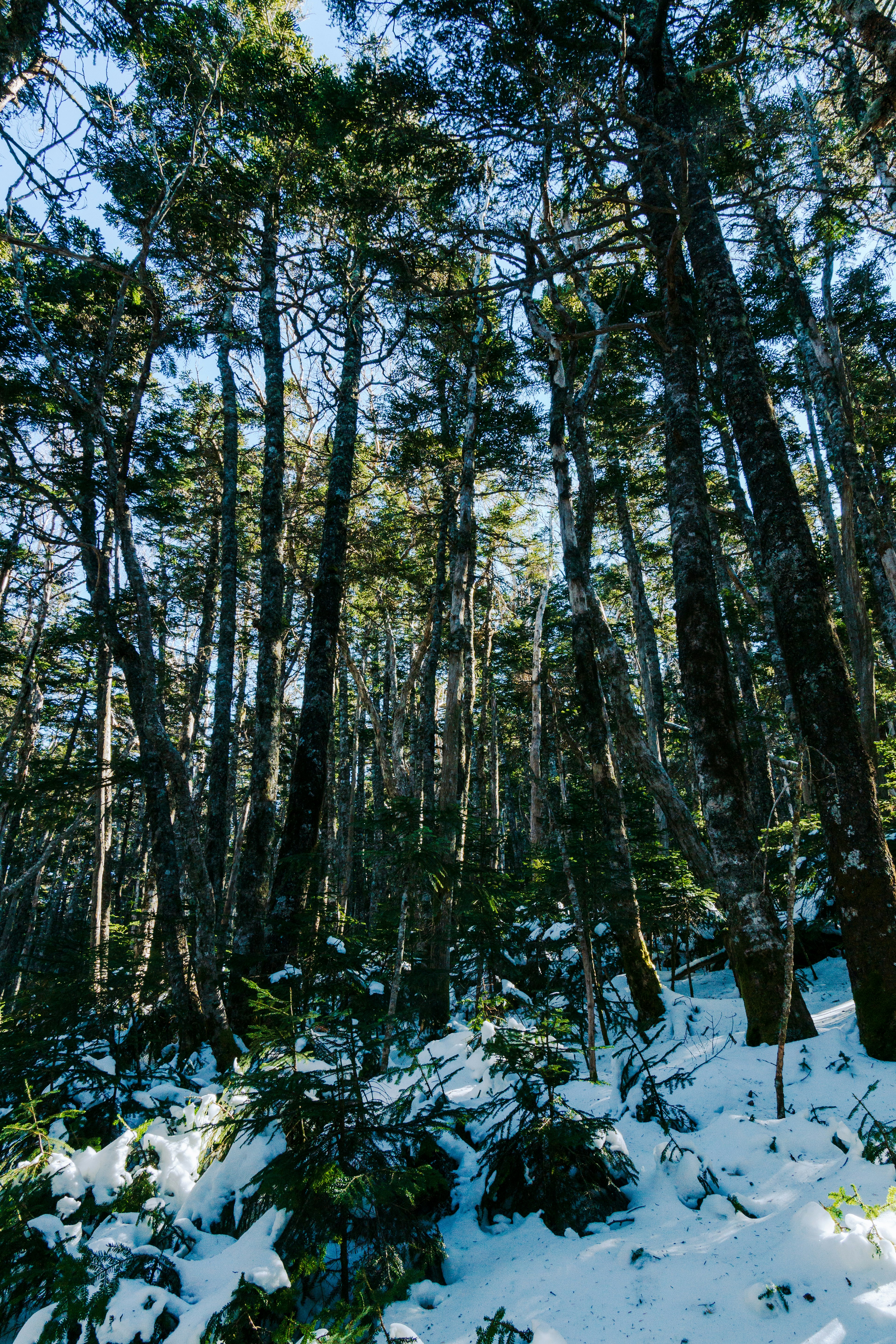 Grands arbres dans une forêt enneigée avec un ciel bleu clair