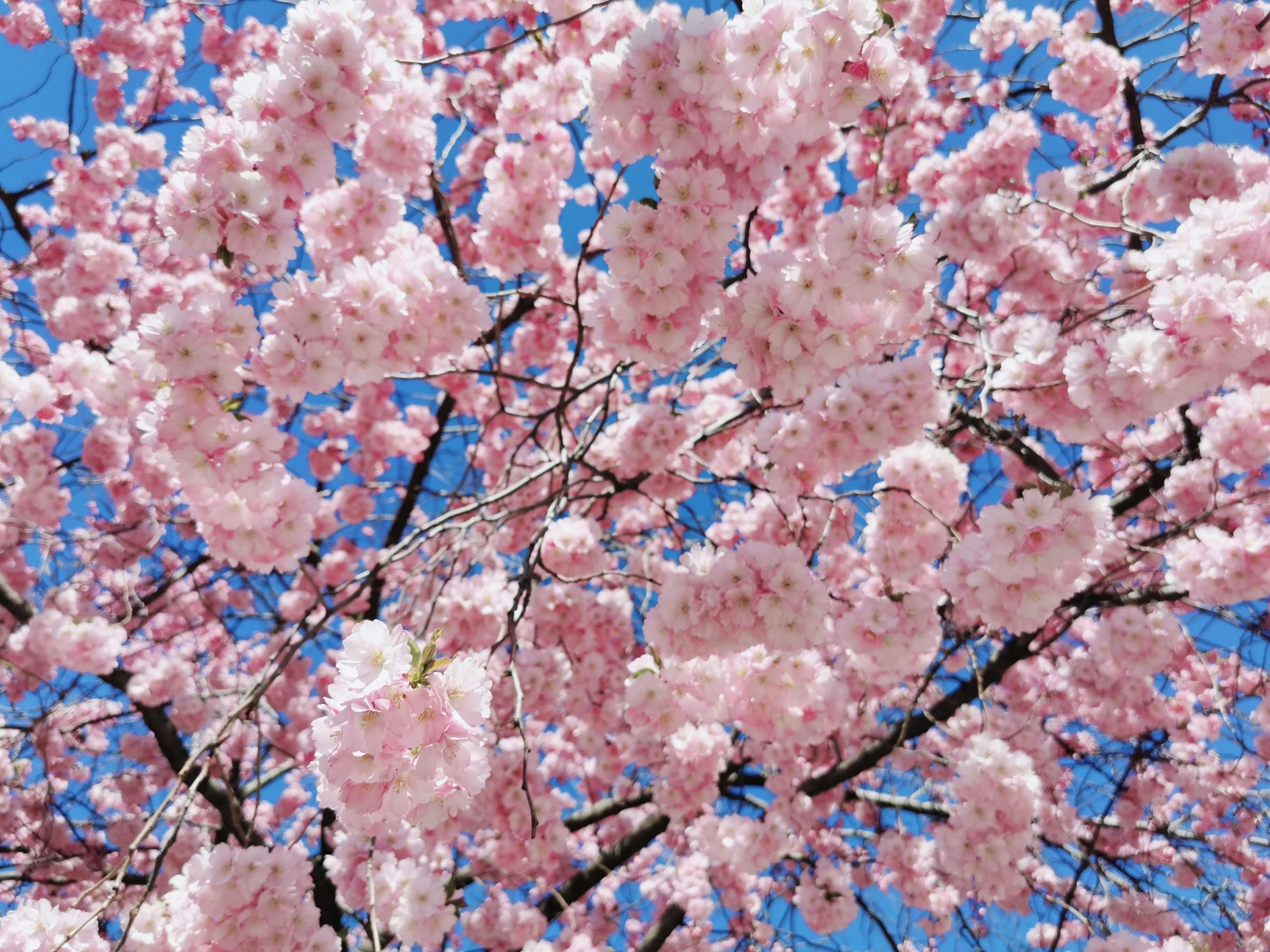 青空の下に咲く桜の花が満開の様子