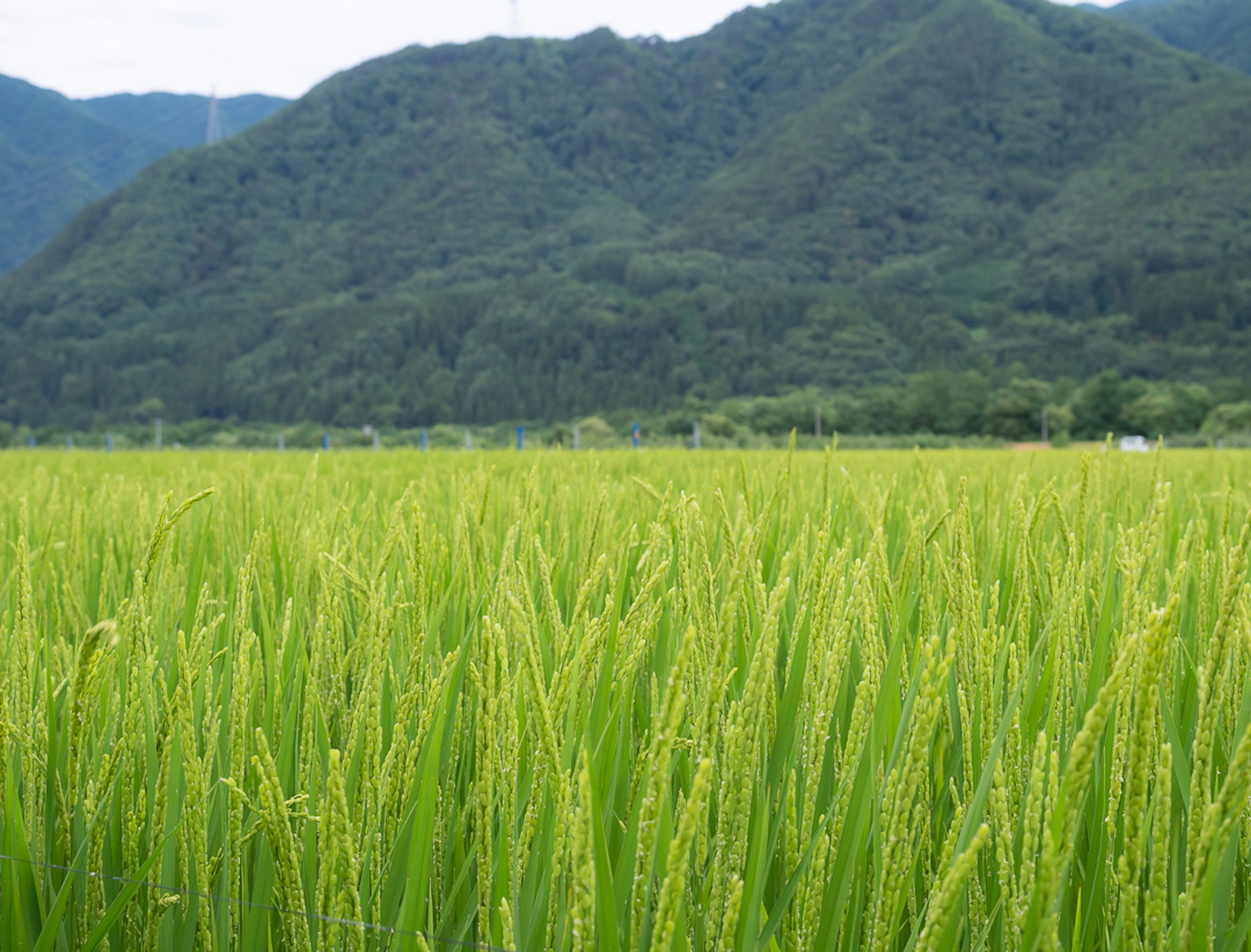 生机勃勃的绿色稻田和背景中的山脉