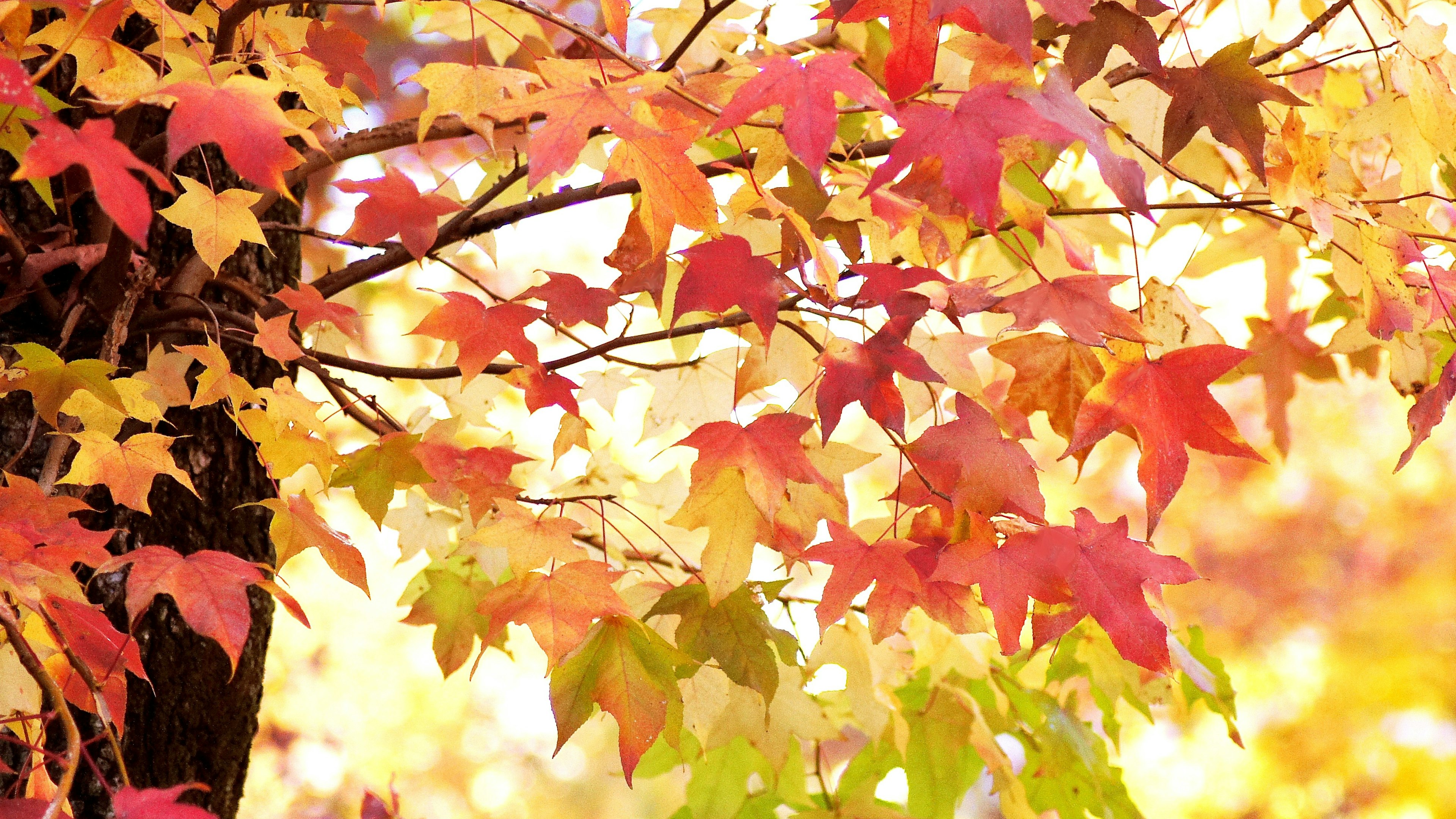 Hojas de otoño vibrantes que muestran tonos de rojo naranja y amarillo