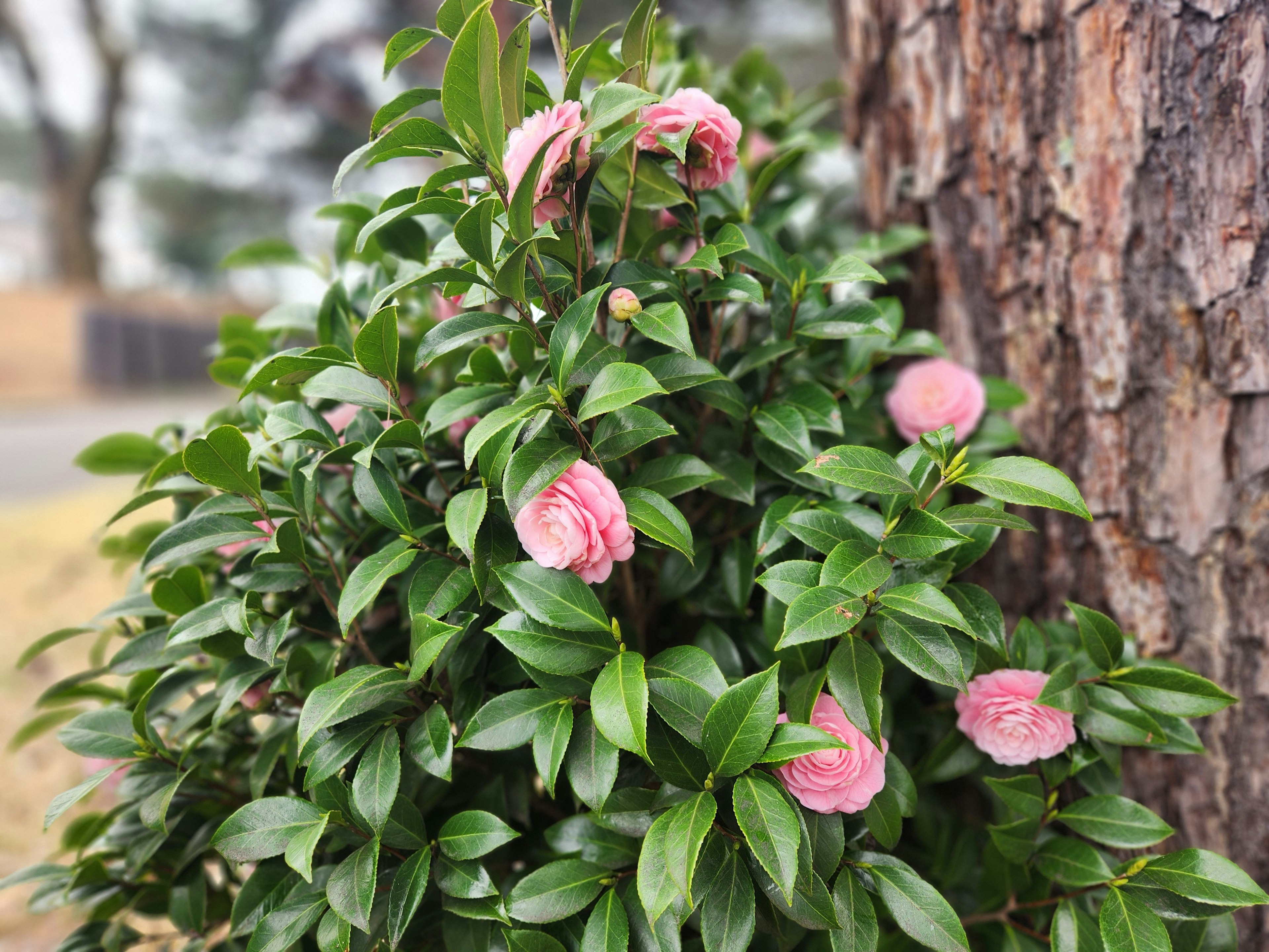 緑の葉に囲まれたピンクの花が咲く植物と木の幹