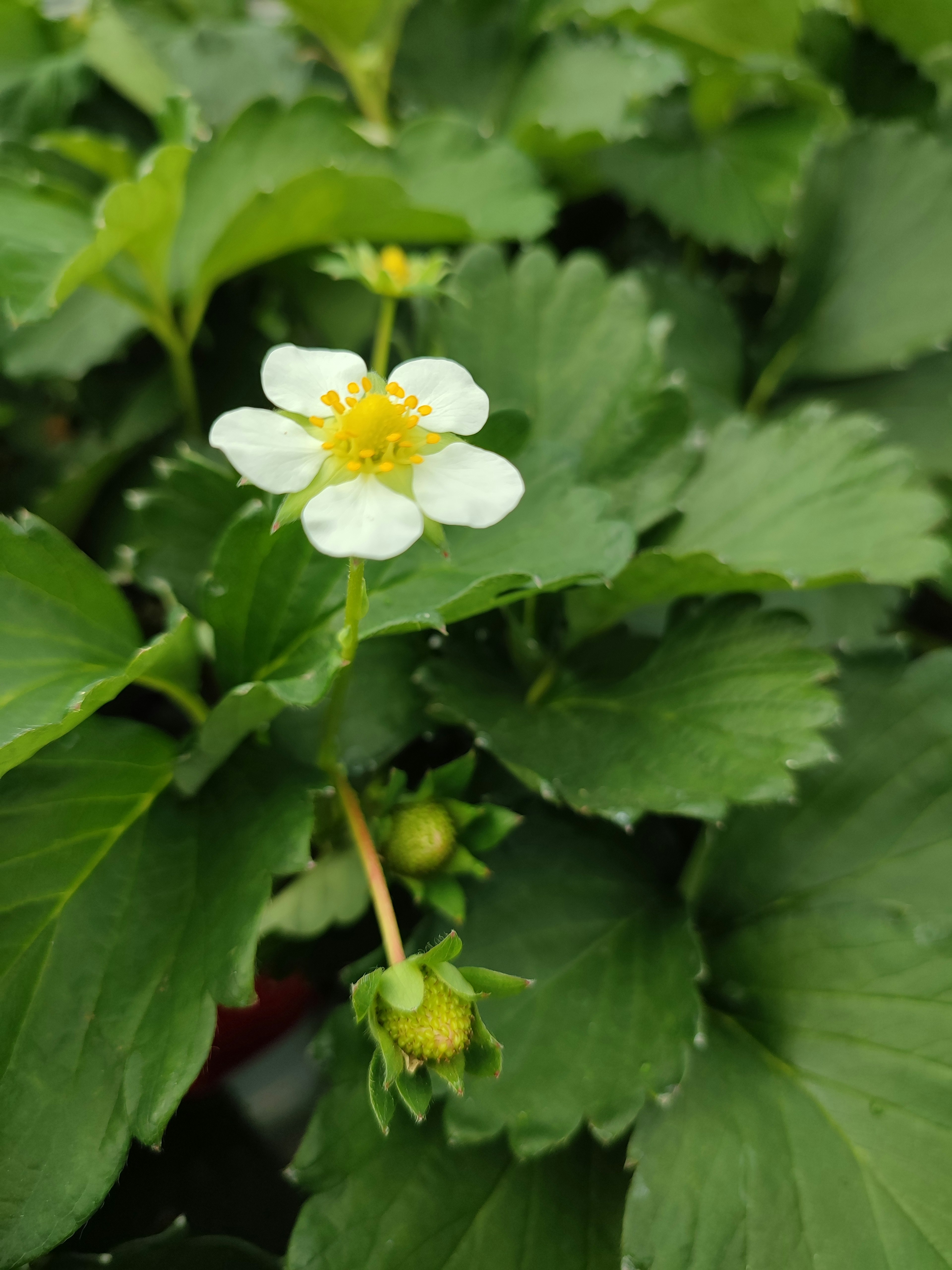 Fiore bianco e piccole fragole tra foglie verdi