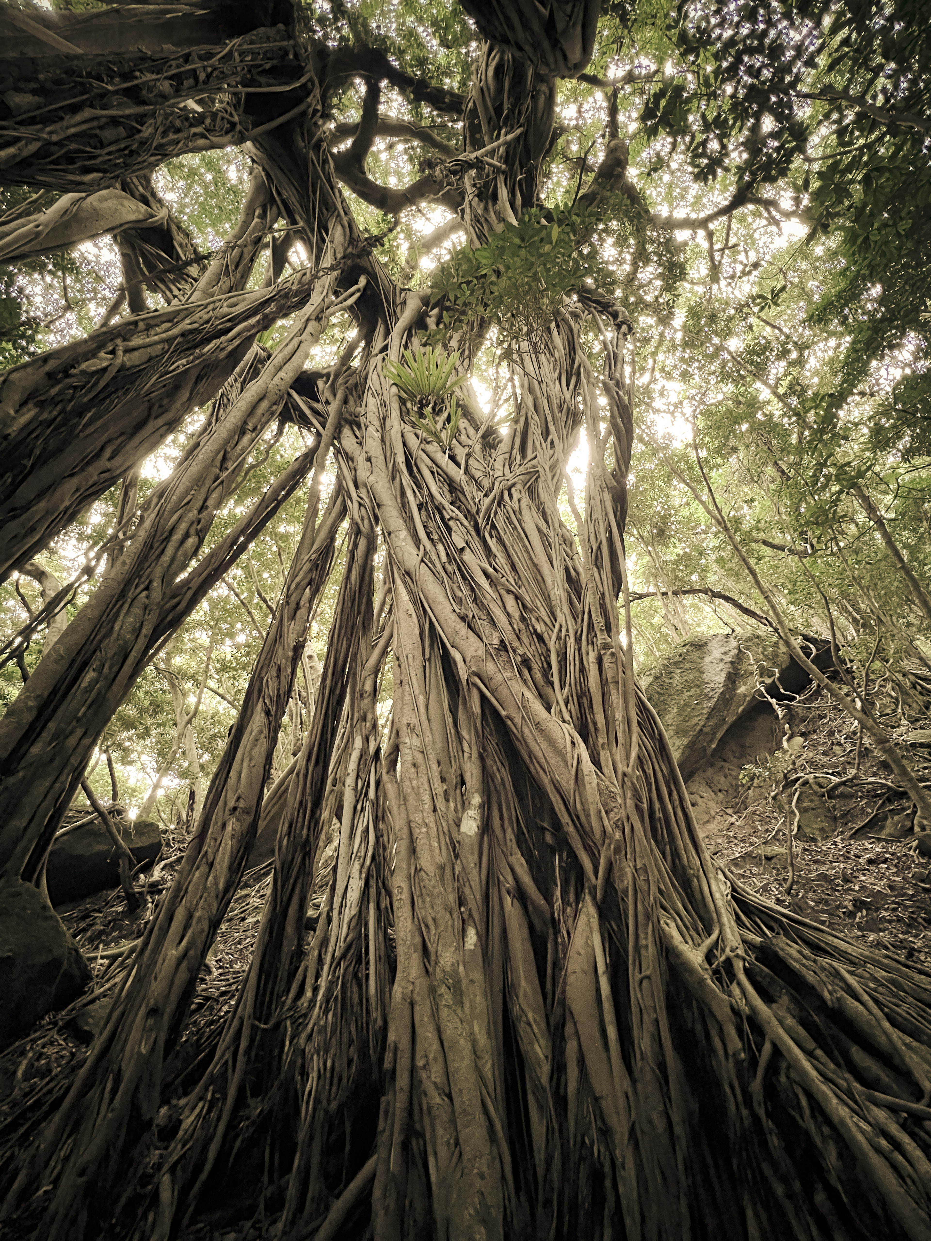 Thick tree trunk with sprawling roots reaching upwards