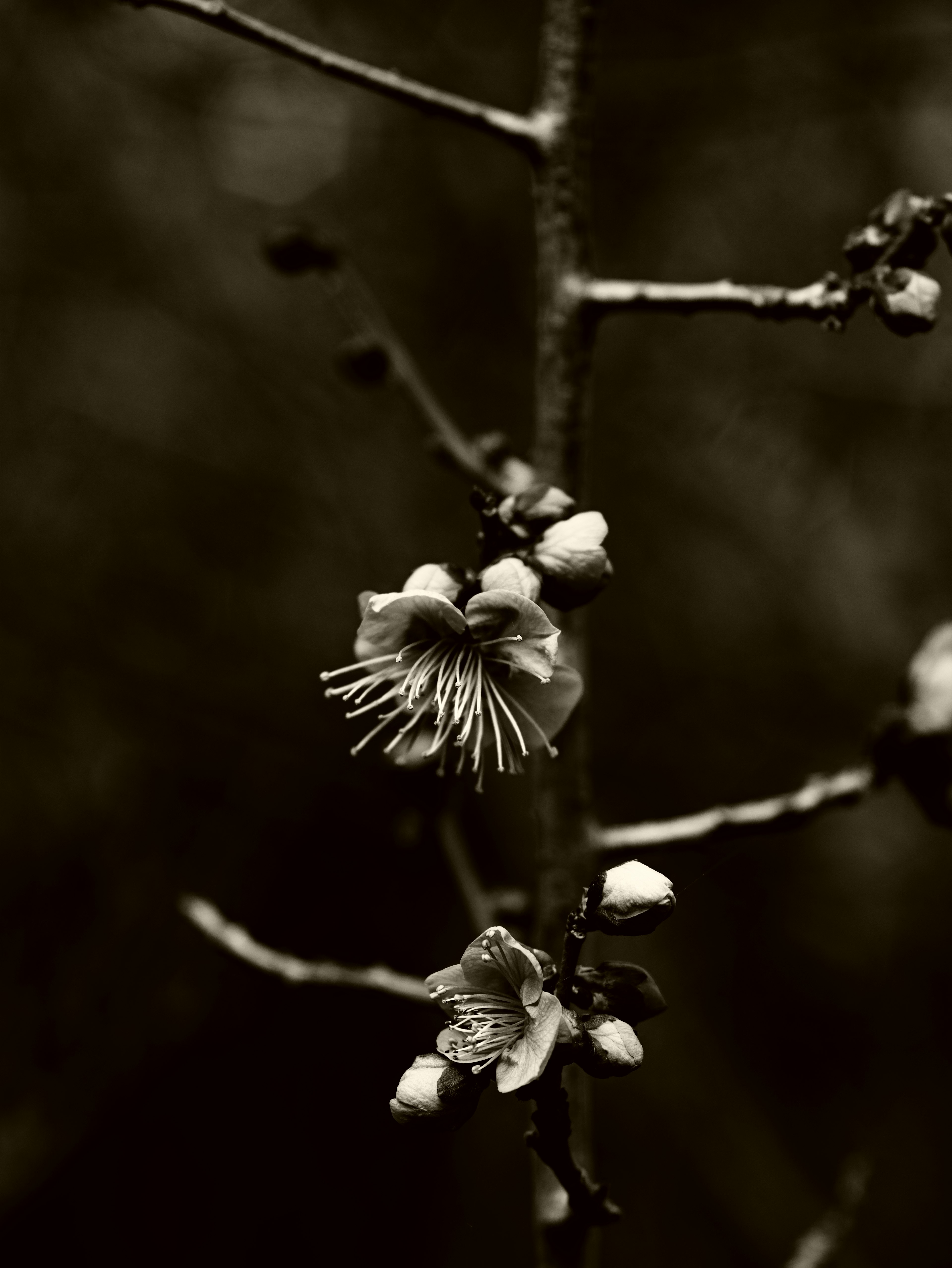 モノクロの背景に咲く花とつぼみのクローズアップ