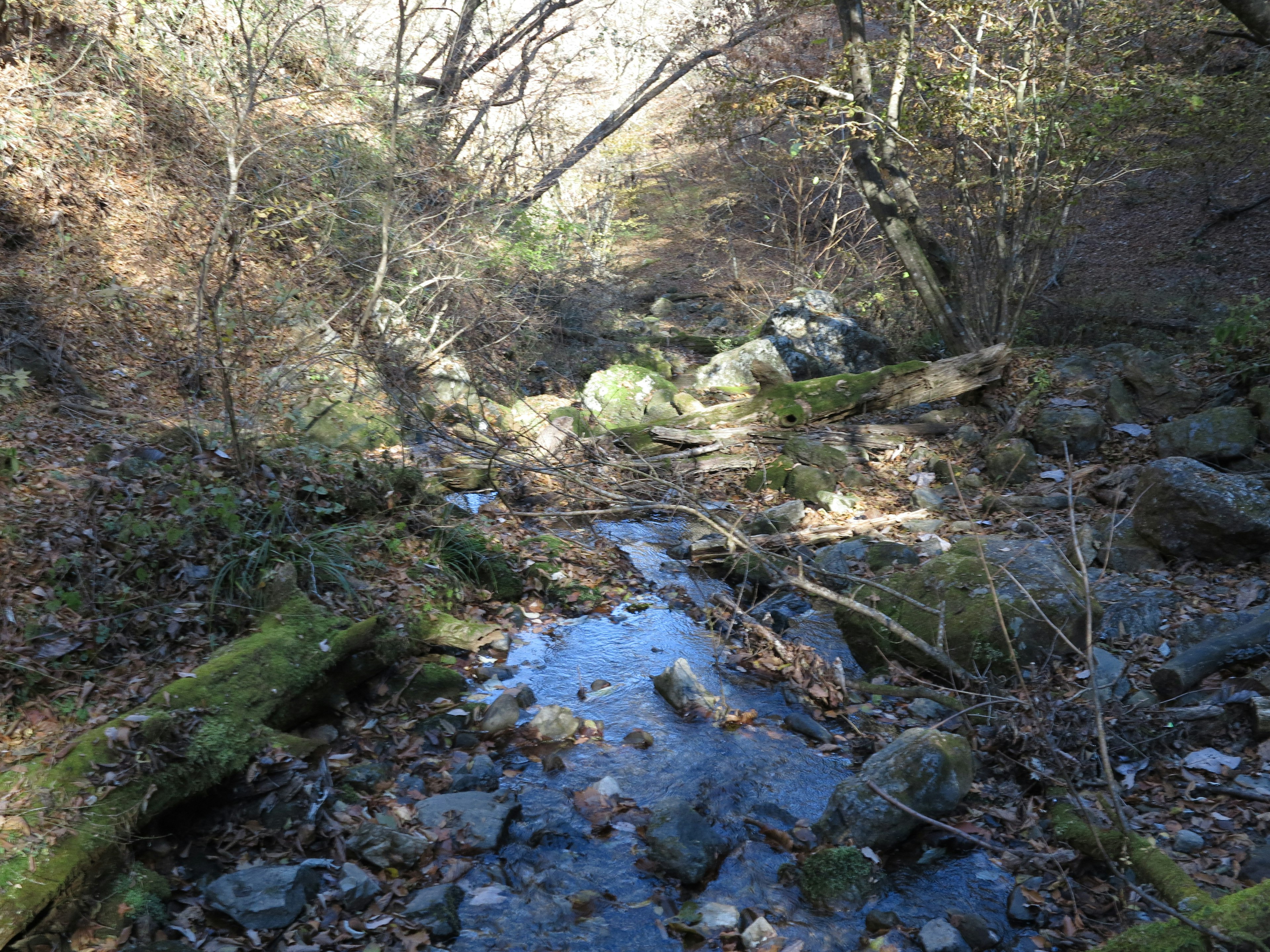 Waldszene mit einem Bach und verstreuten Steinen