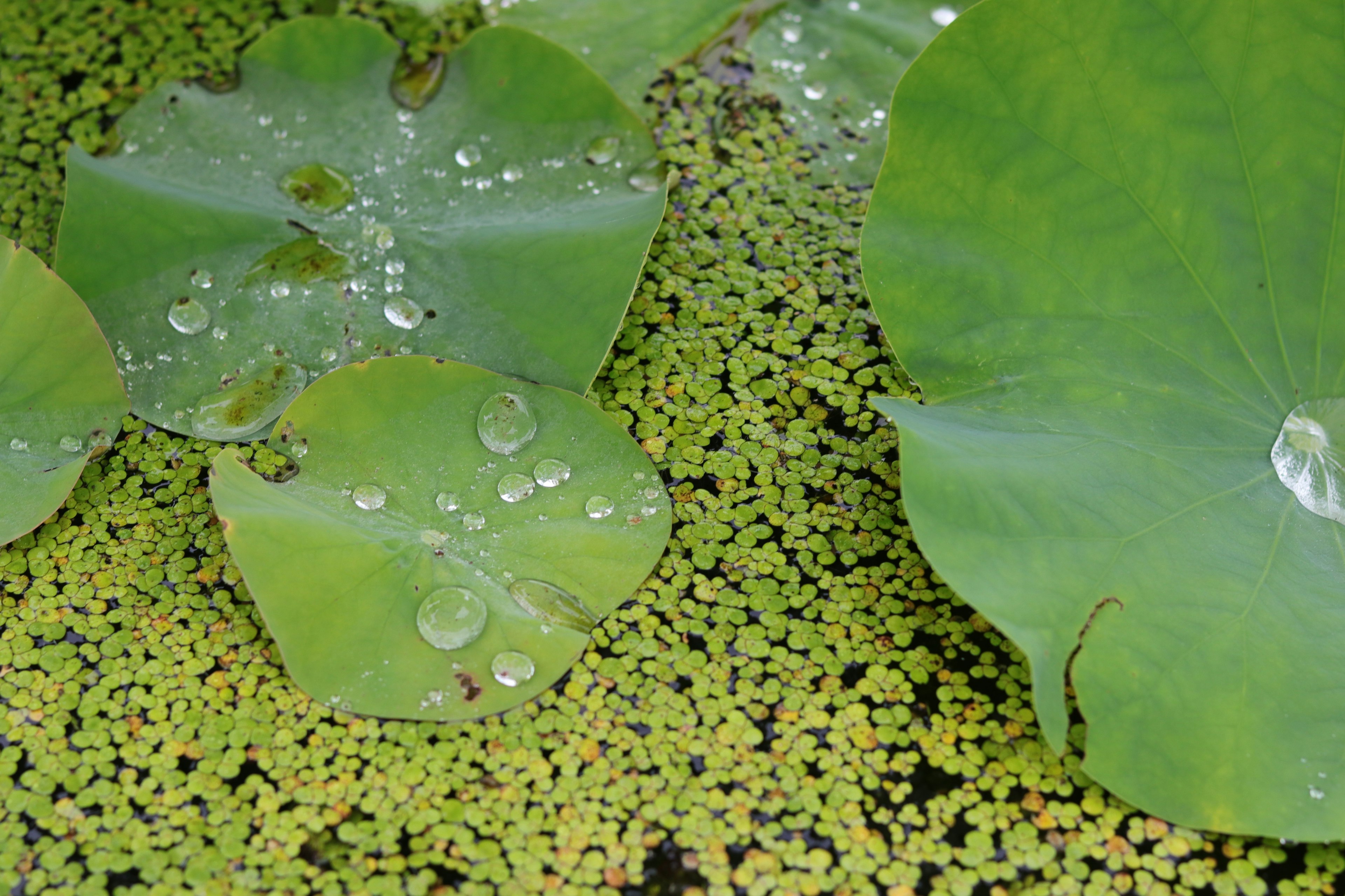 Foglie di ninfea verdi con gocce d'acqua sulla superficie di uno stagno