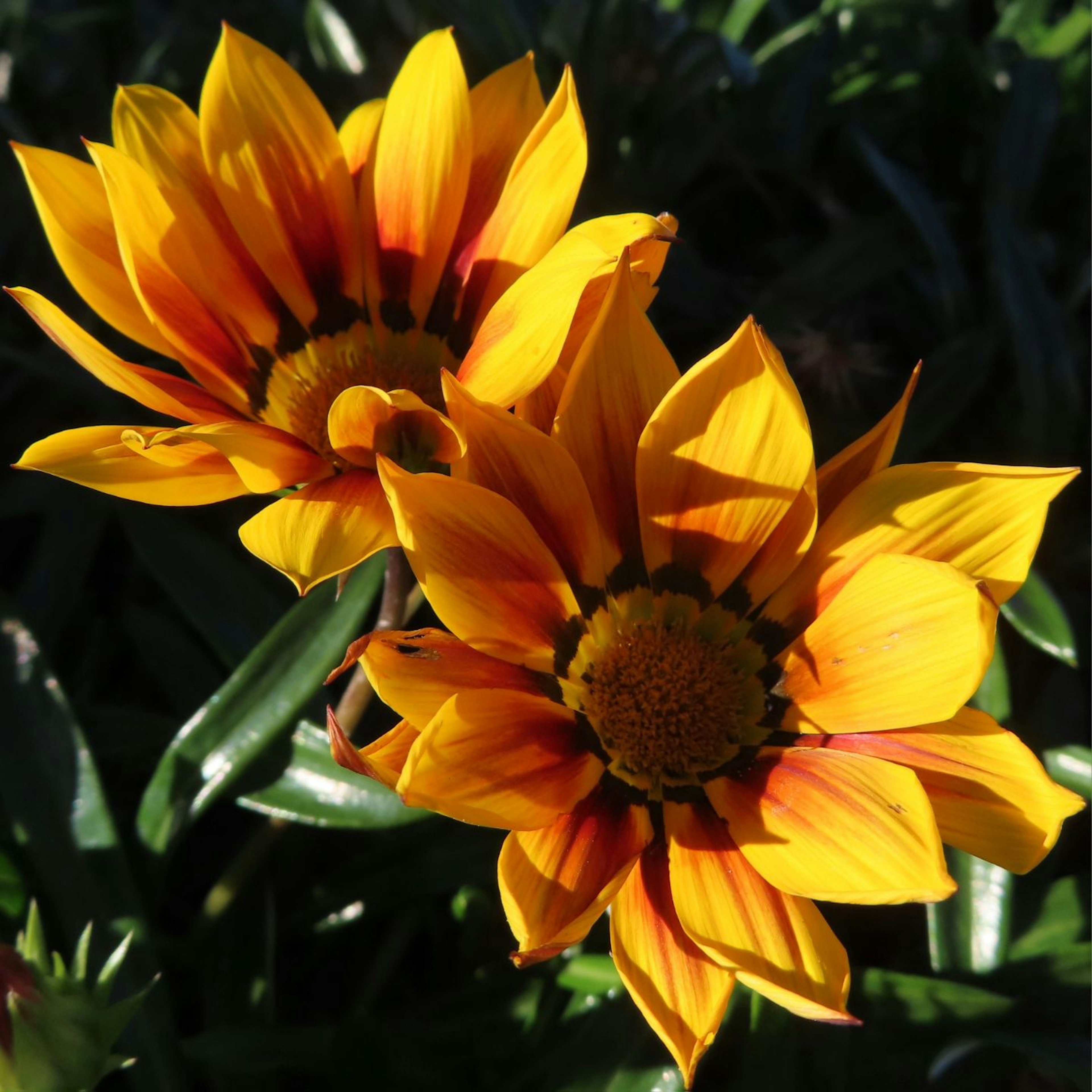 Vibrant orange and yellow flowers in bloom