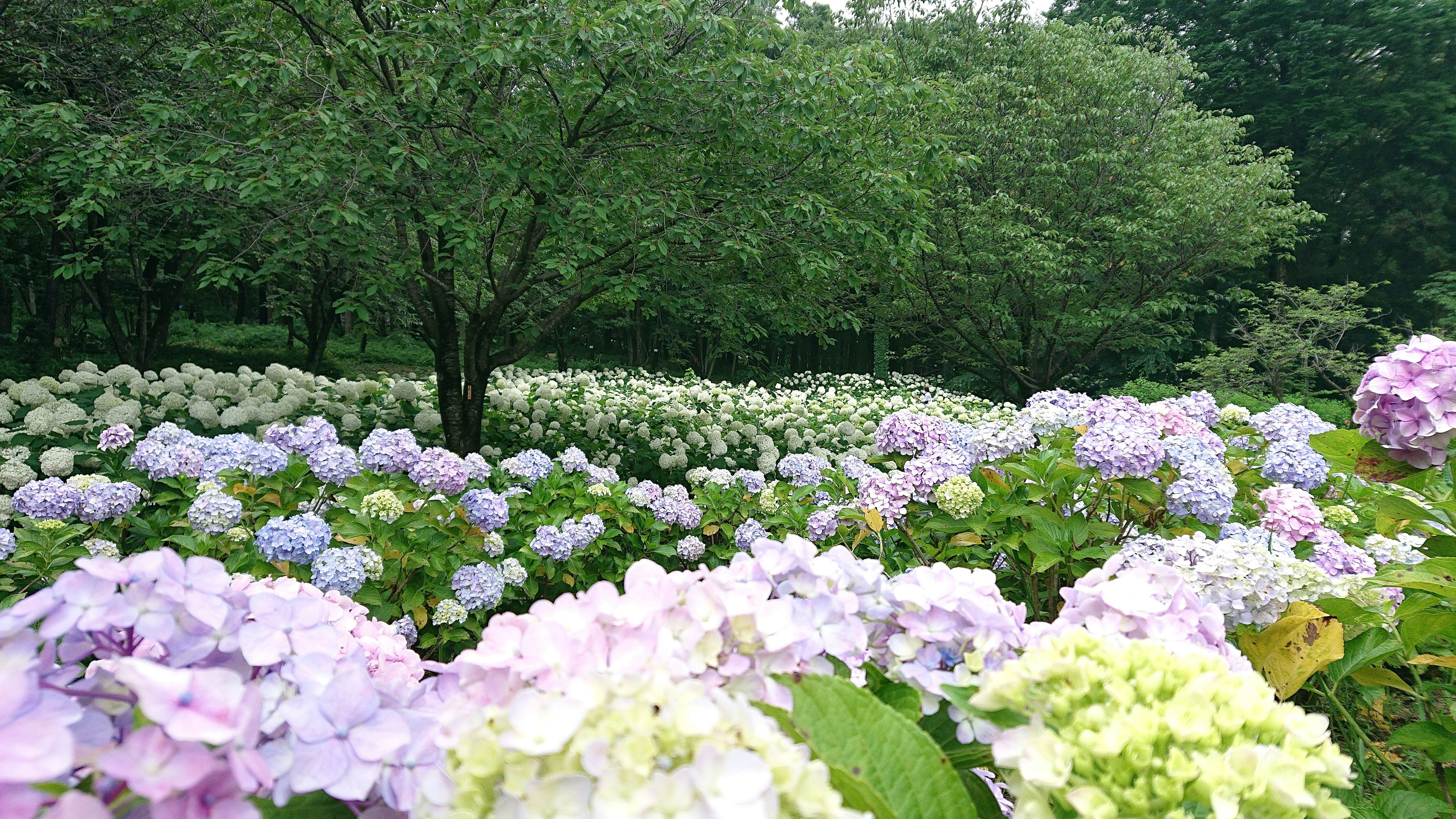 郁郁蔥蔥的花園場景，盛開的繡球花