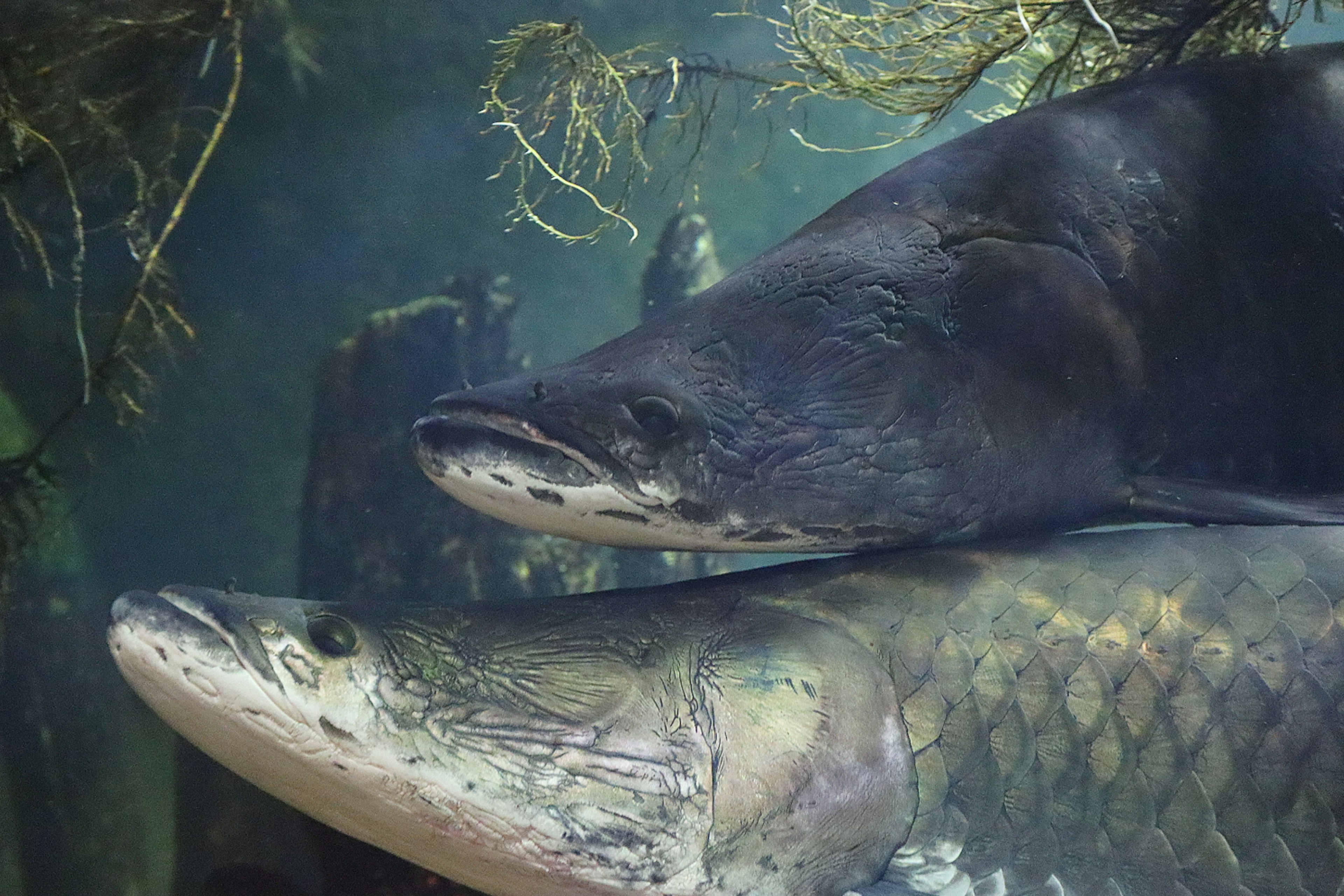 Two fish resting together underwater