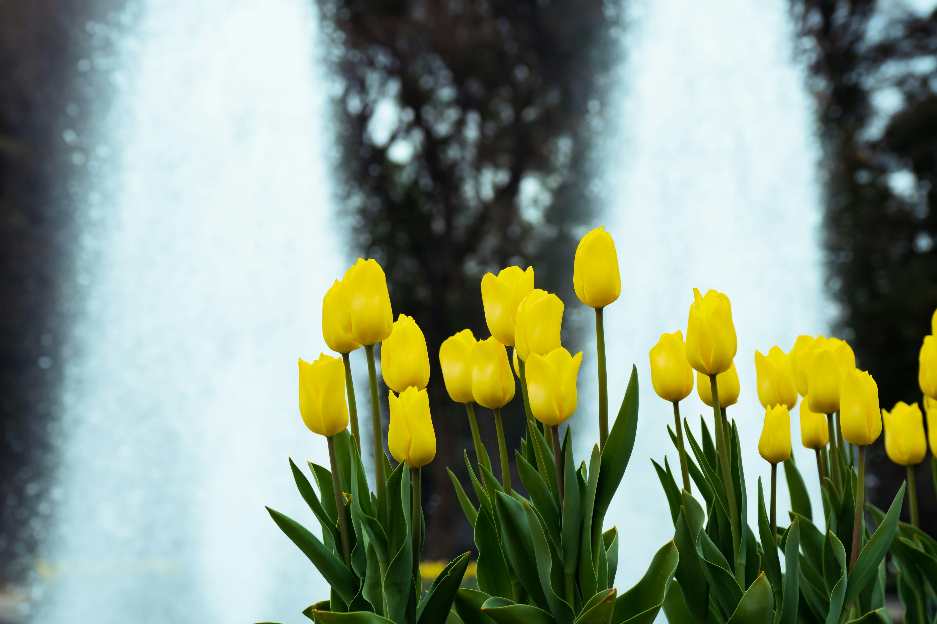 Yellow tulips blooming in front of a fountain