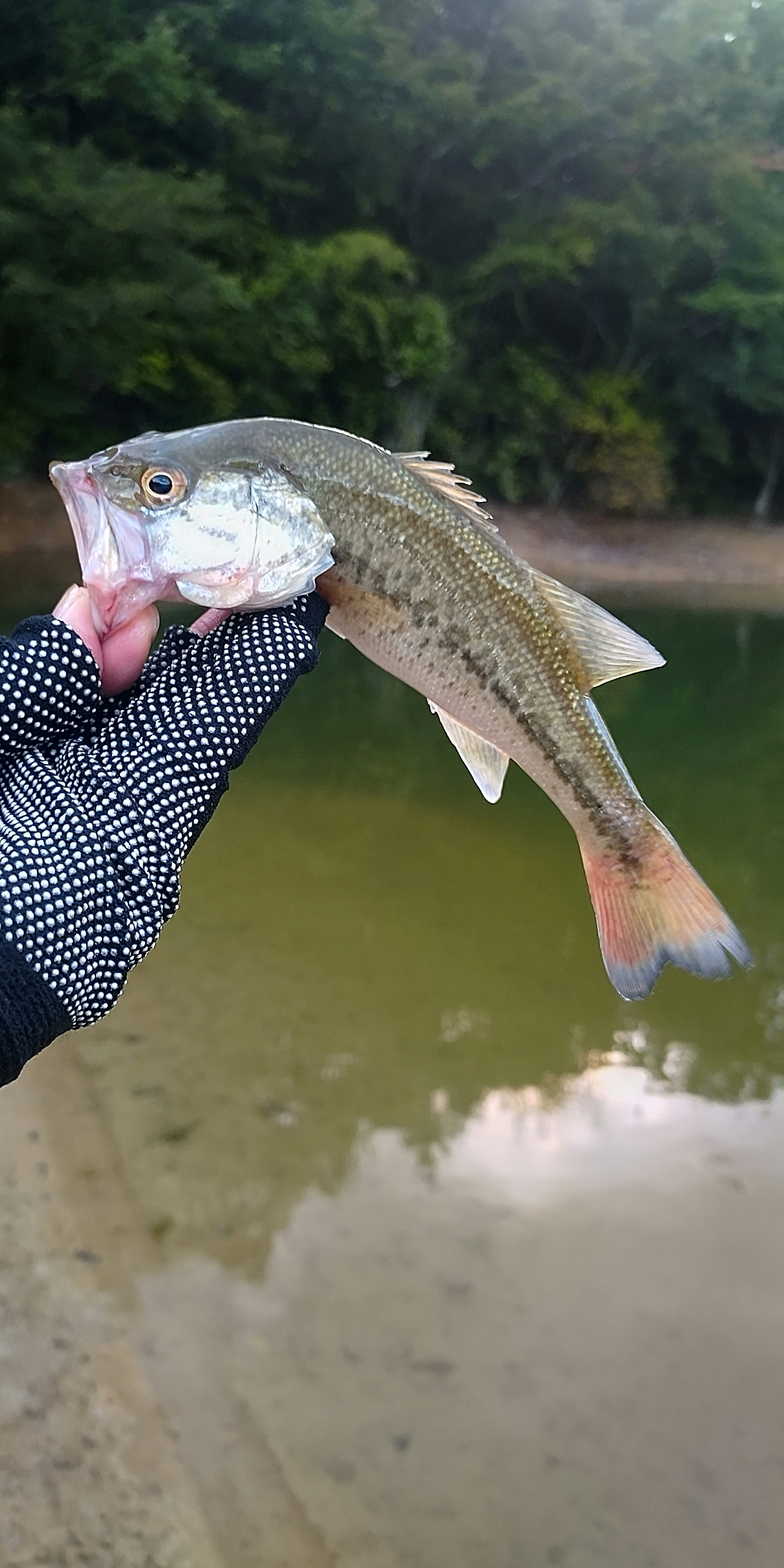 A person holding a fish near a calm body of water with green trees in the background