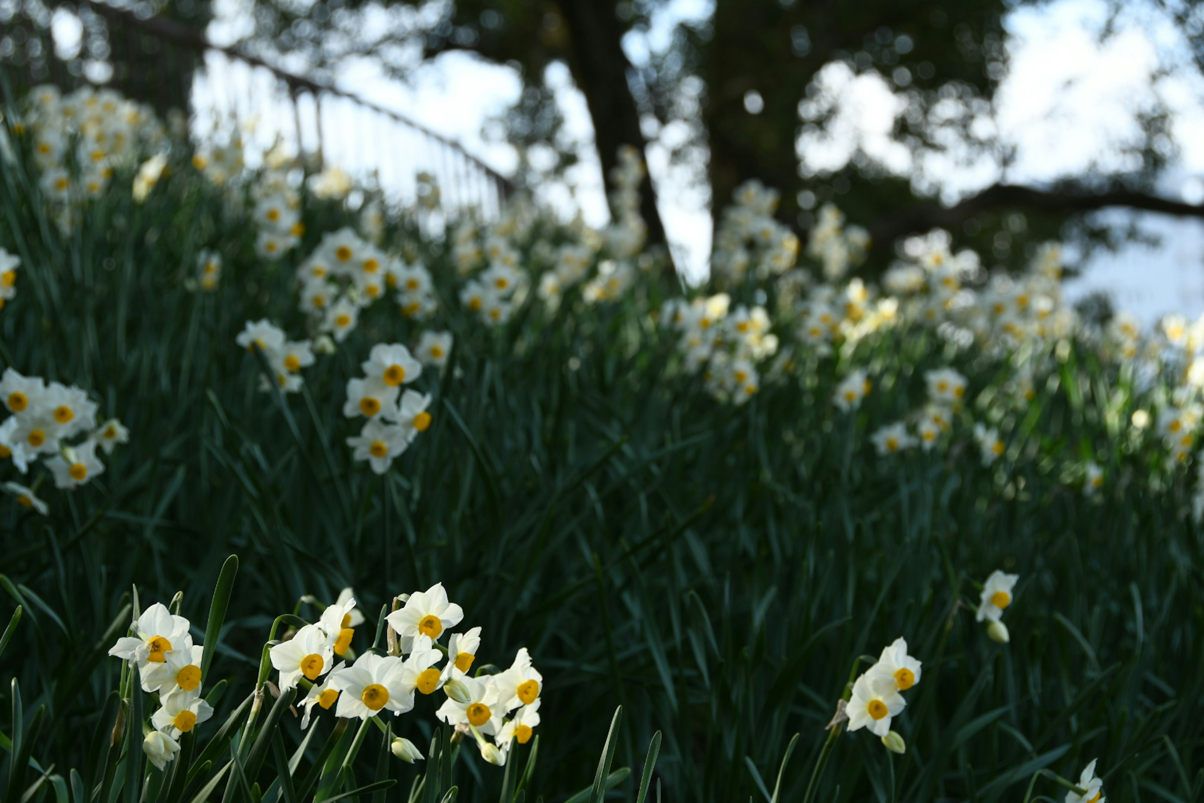 Sekelompok bunga daffodil putih yang mekar di rumput hijau