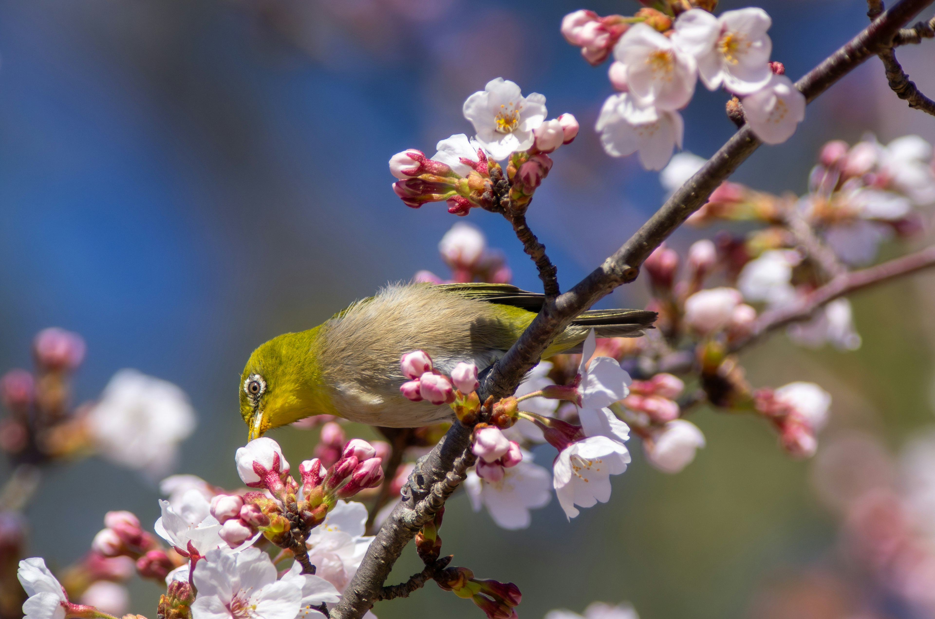 Un petit oiseau se nourrissant de fleurs de cerisier