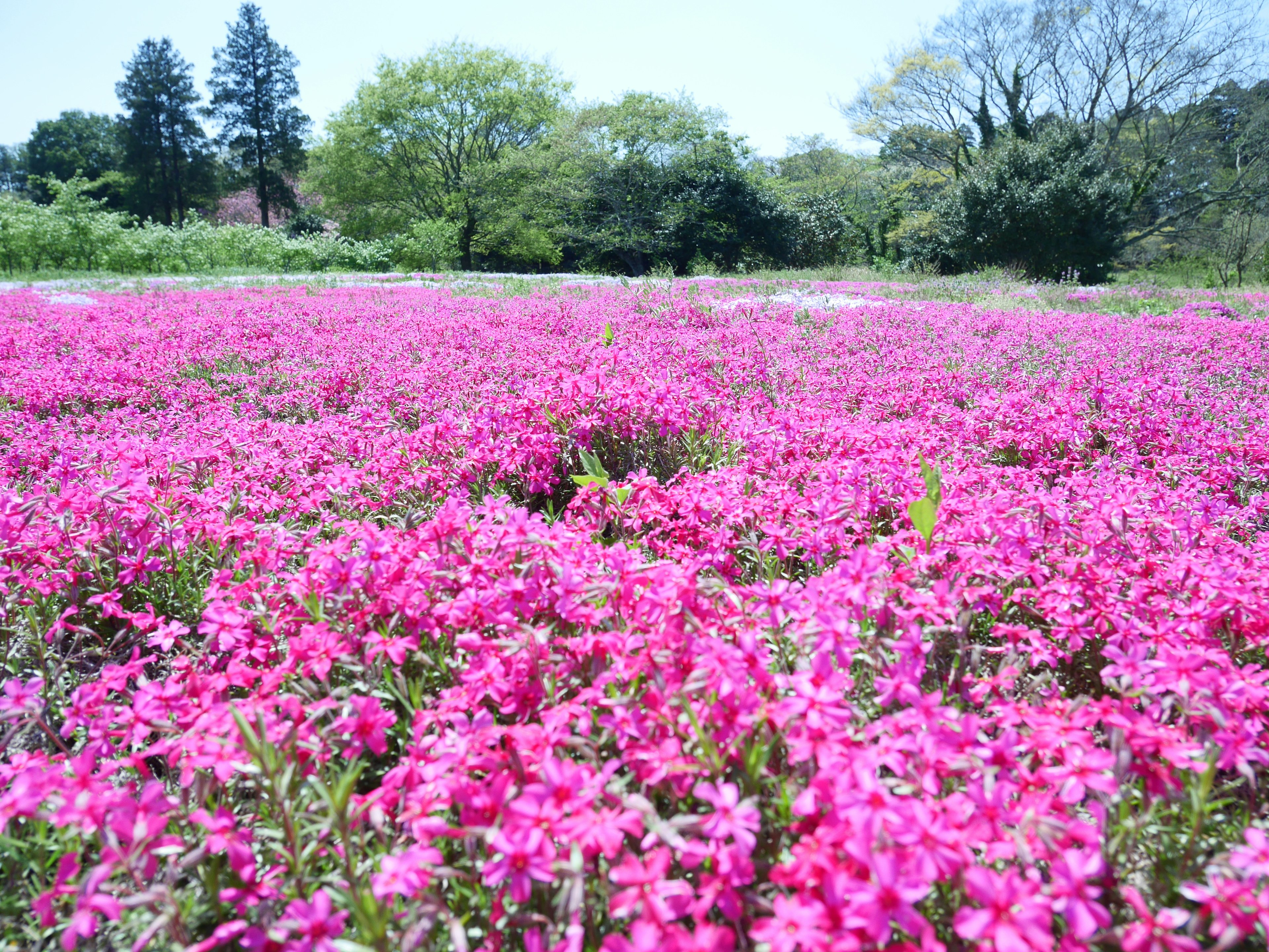 Vasto campo di fiori rosa con alberi verdi sullo sfondo