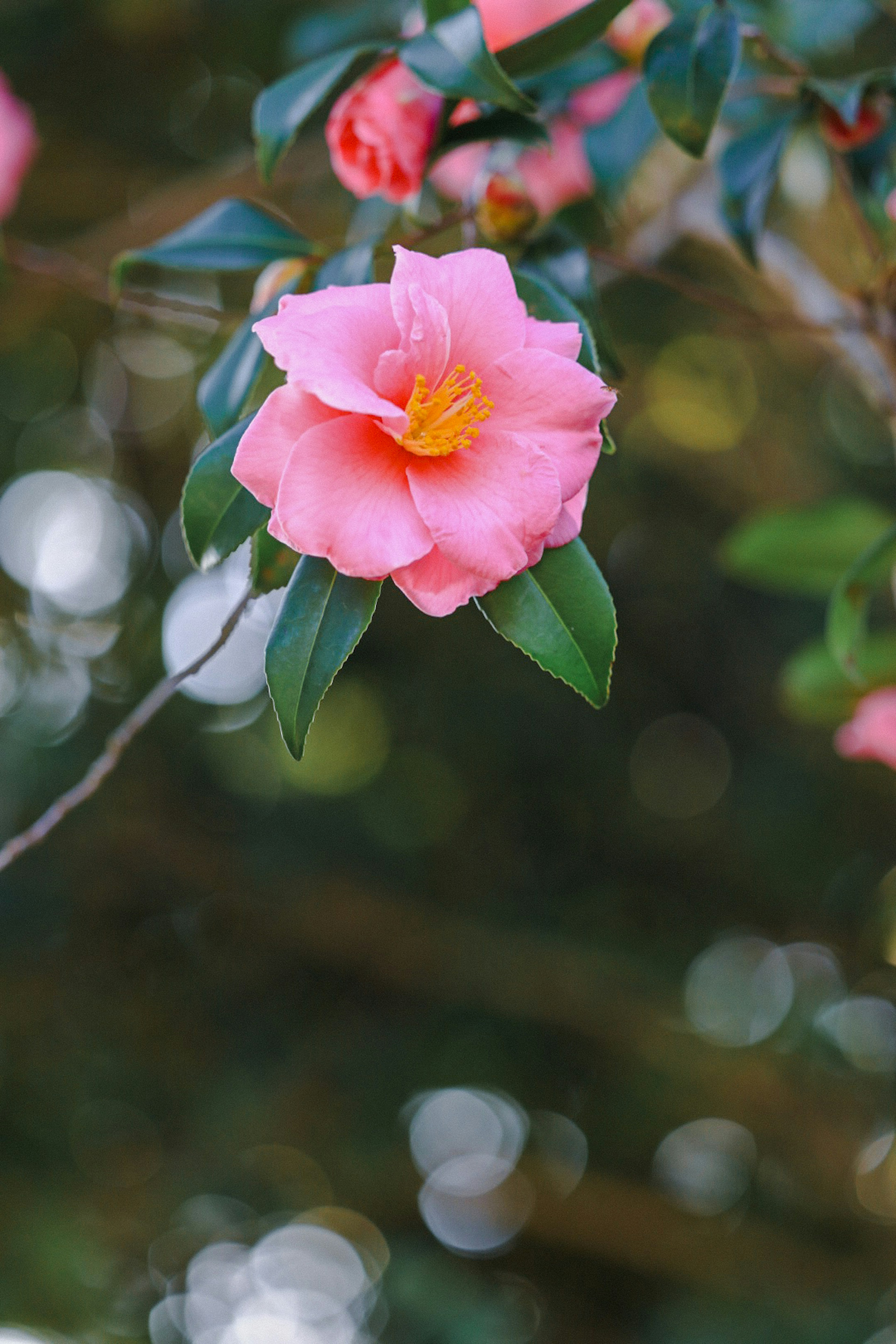 A pink camellia flower with green leaves