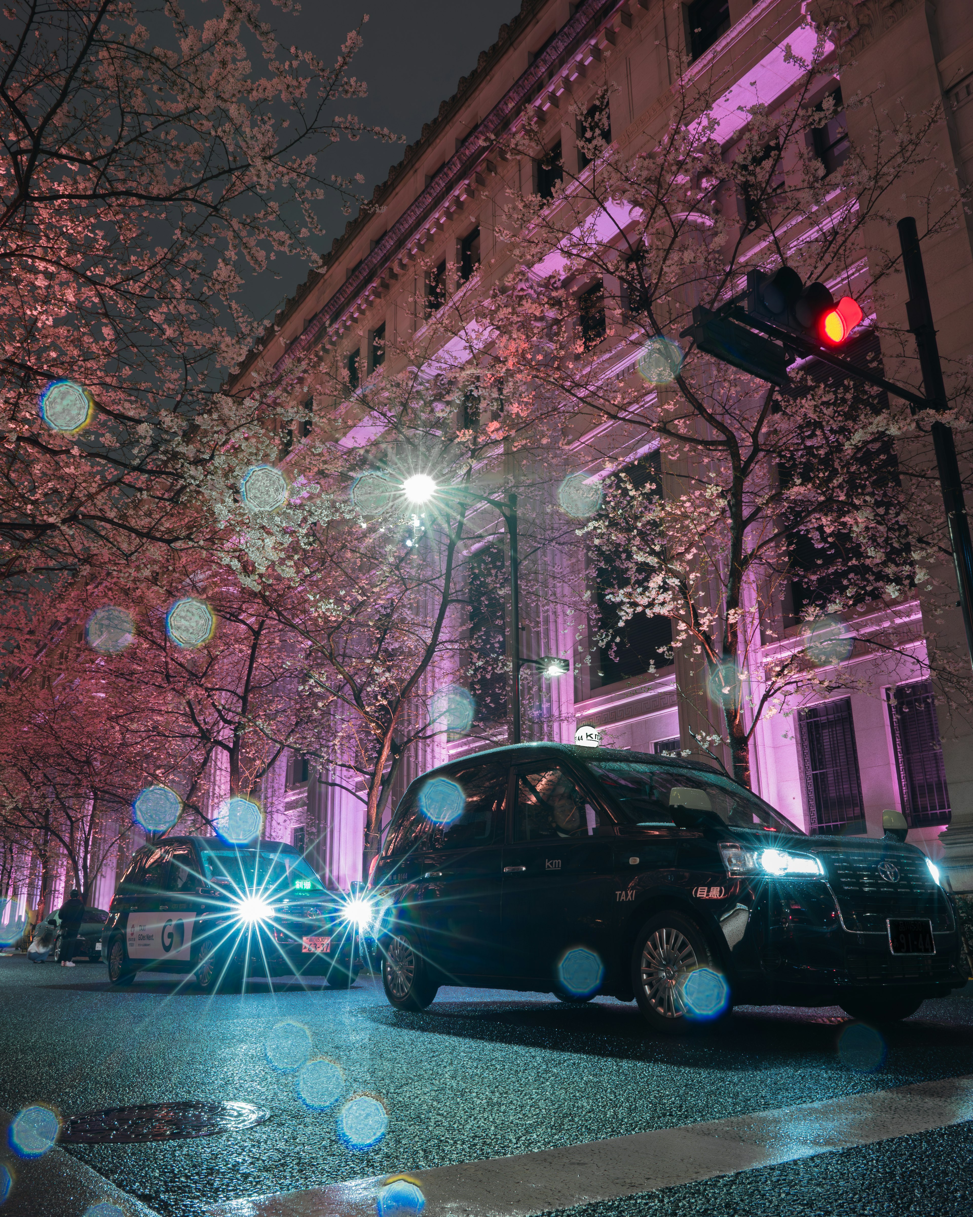 夜桜が咲く通りの車両と街灯の光