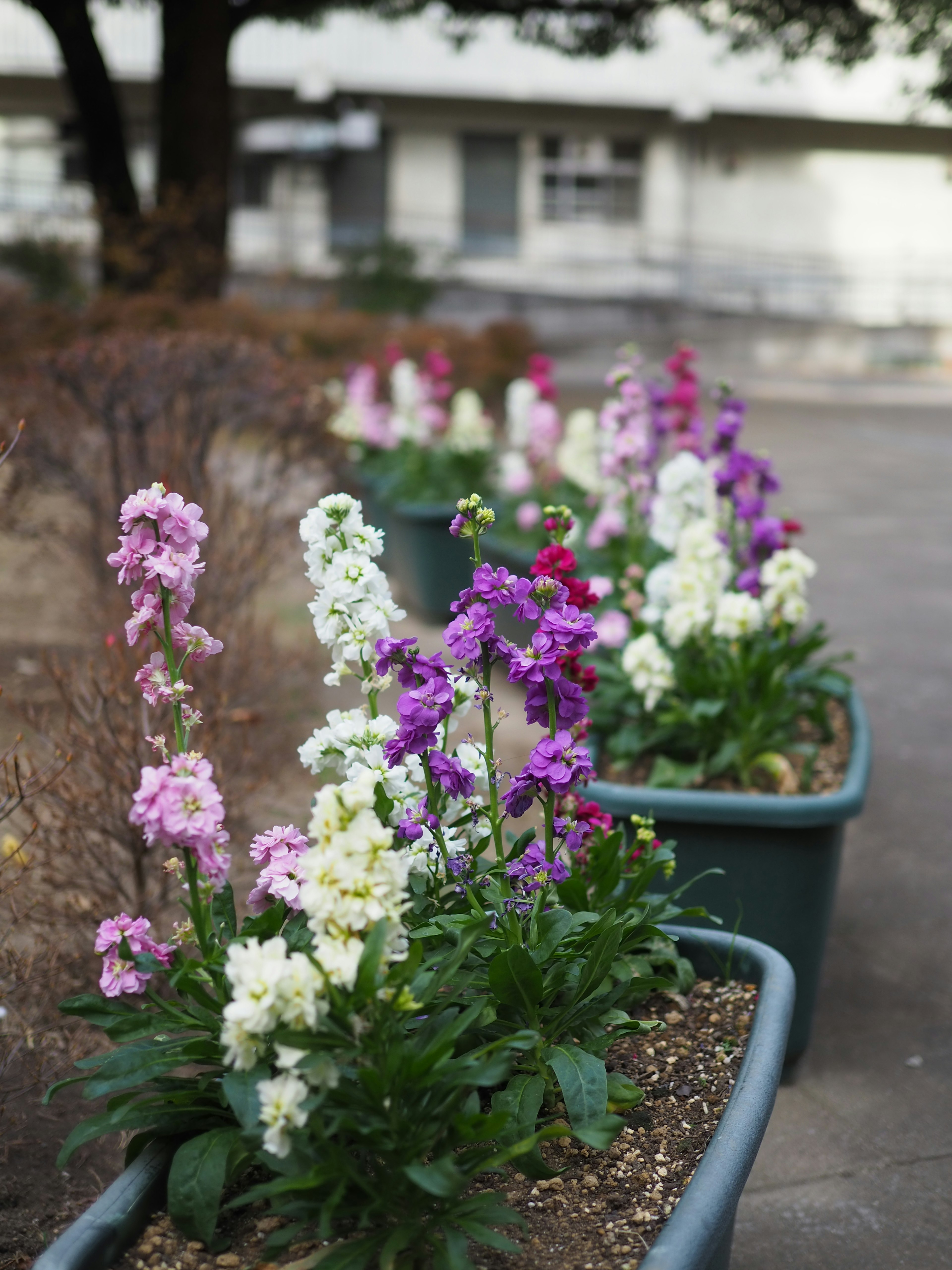 色とりどりの花が植えられた鉢が並ぶ風景