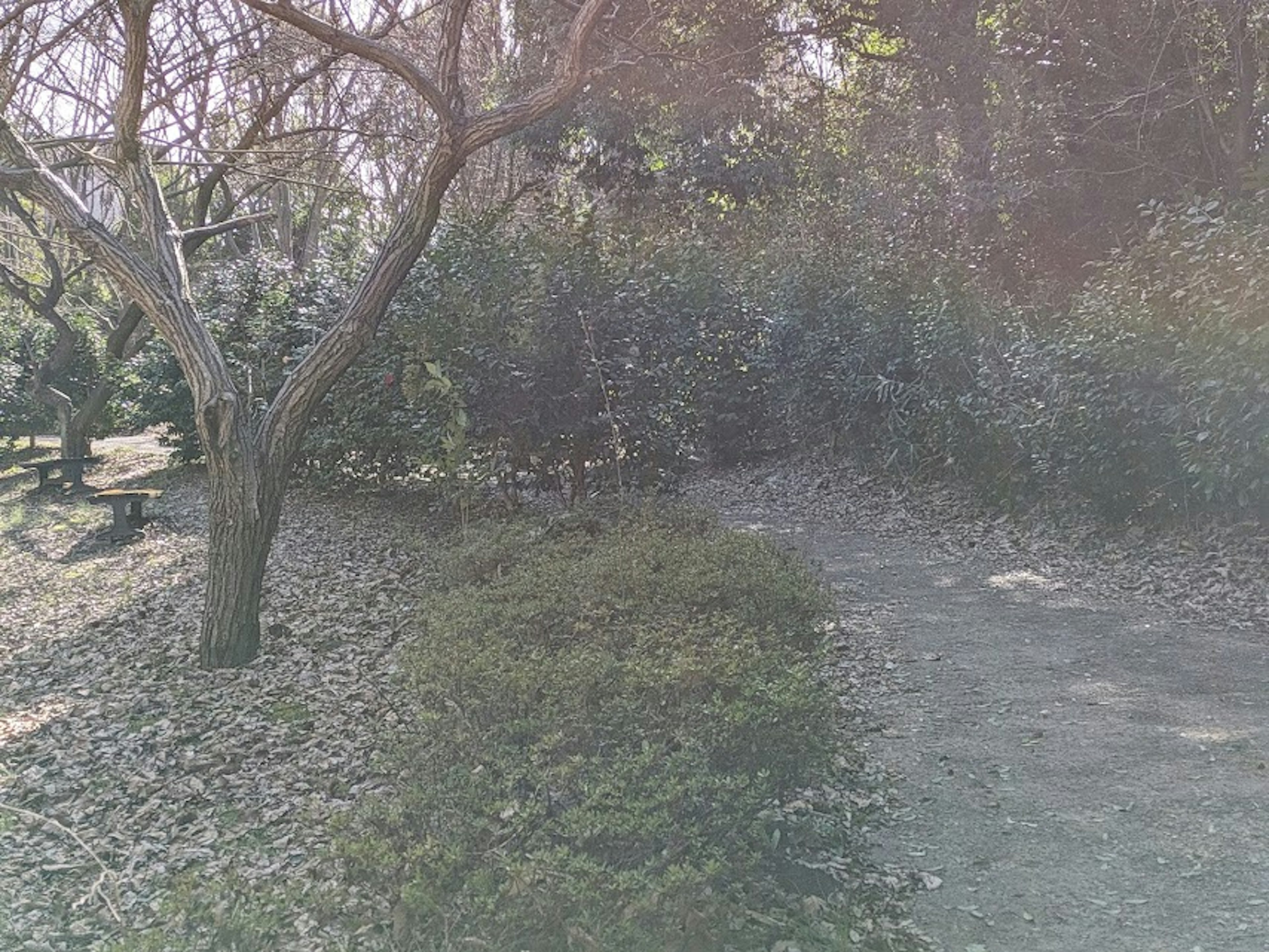 Un chemin de parc tranquille entouré d'arbres et d'arbustes