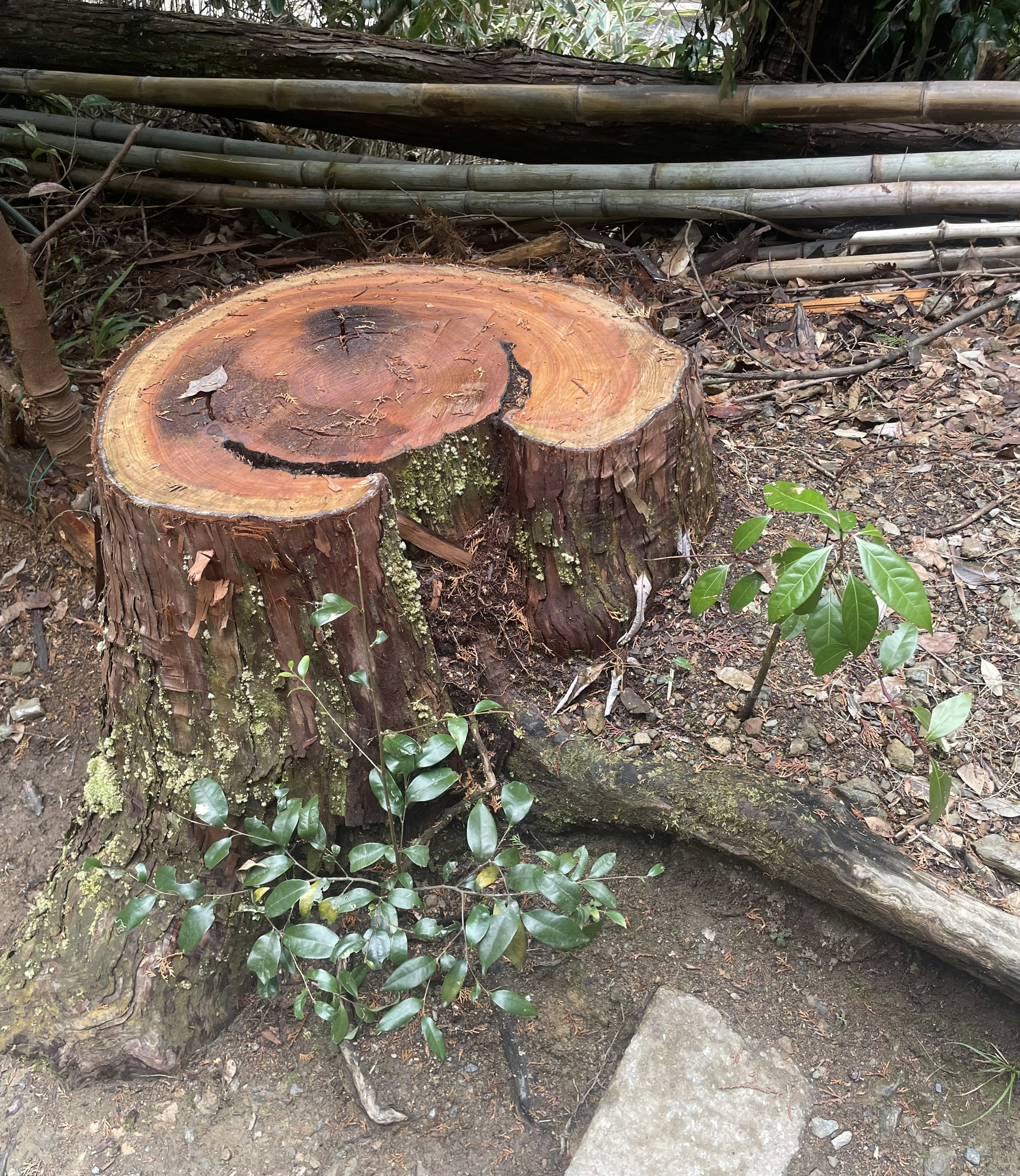 Tree stump with green plants surrounding it in a natural setting