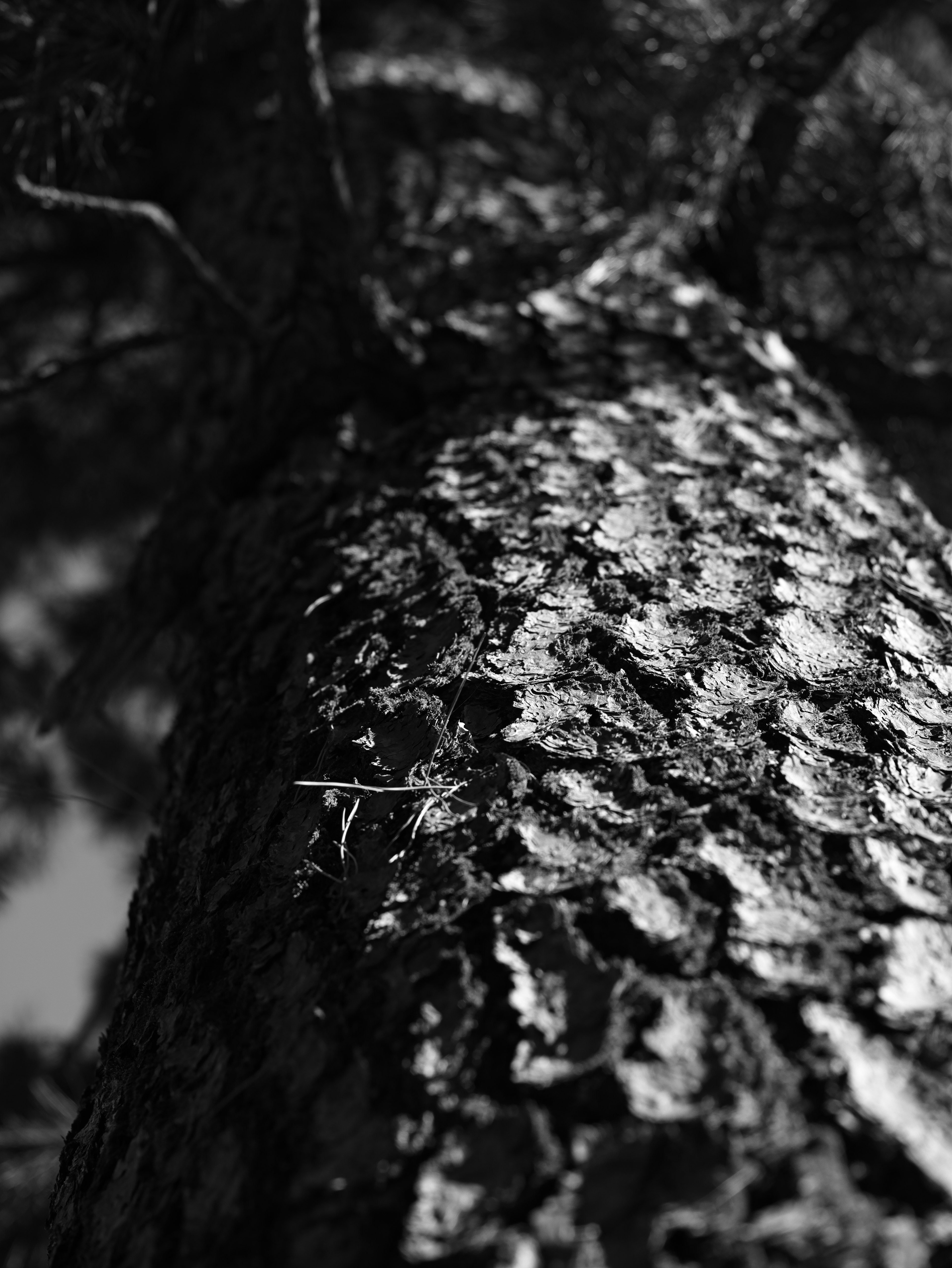 Gambar close-up batang pohon hitam dan putih