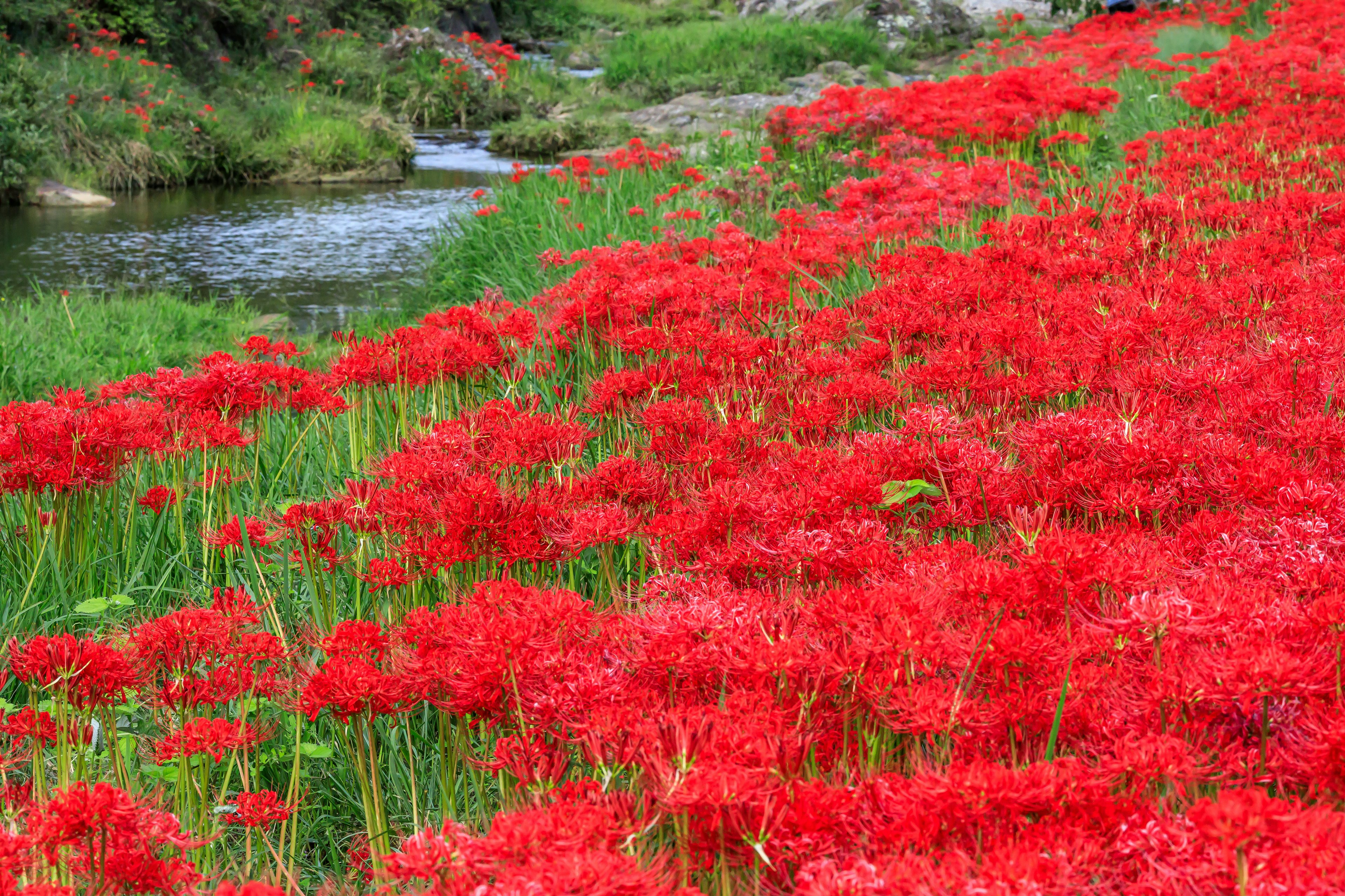 Lebendige rote Spinnenlilien blühen am Flussufer