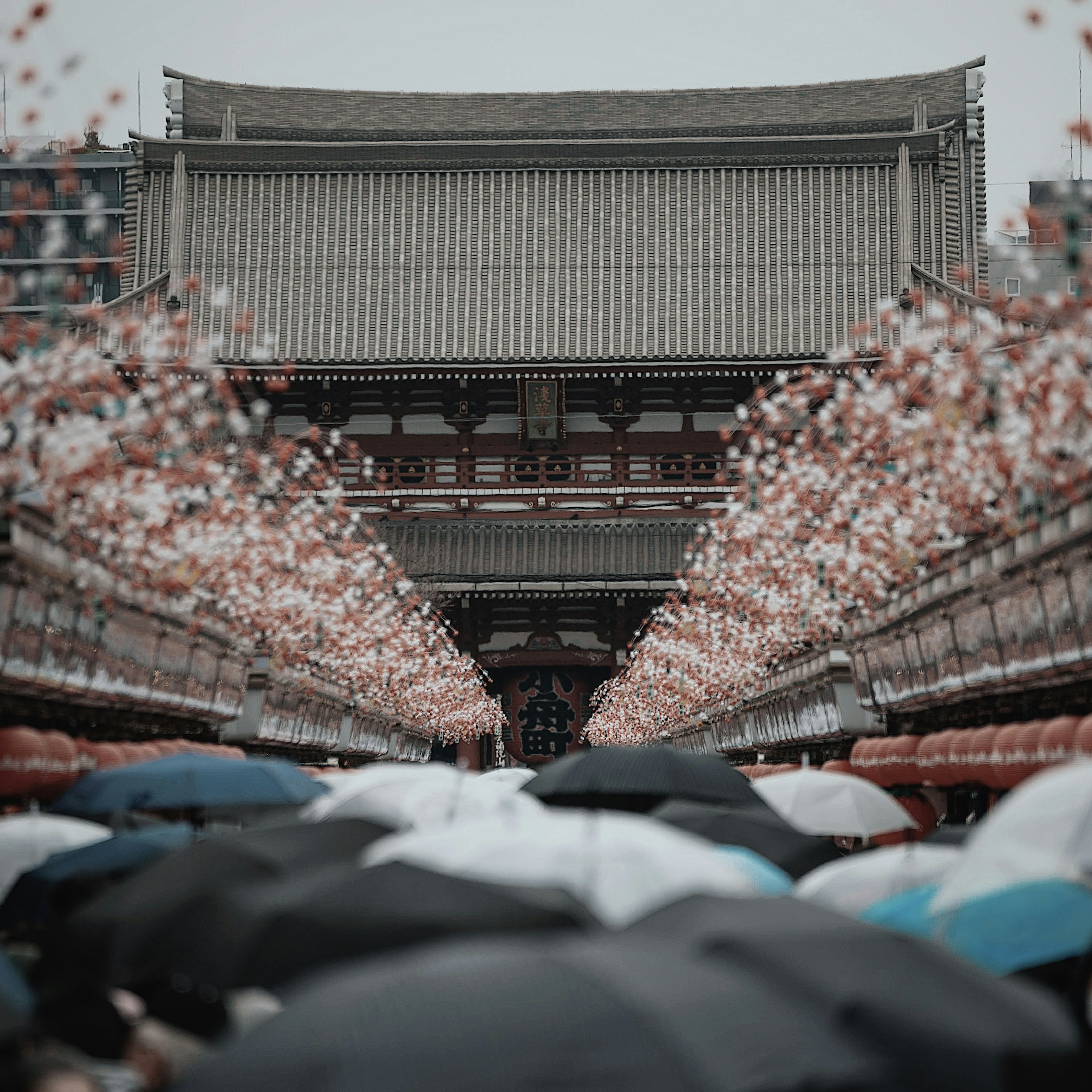 桜の花が咲く通りに傘を持った人々が集まる風景