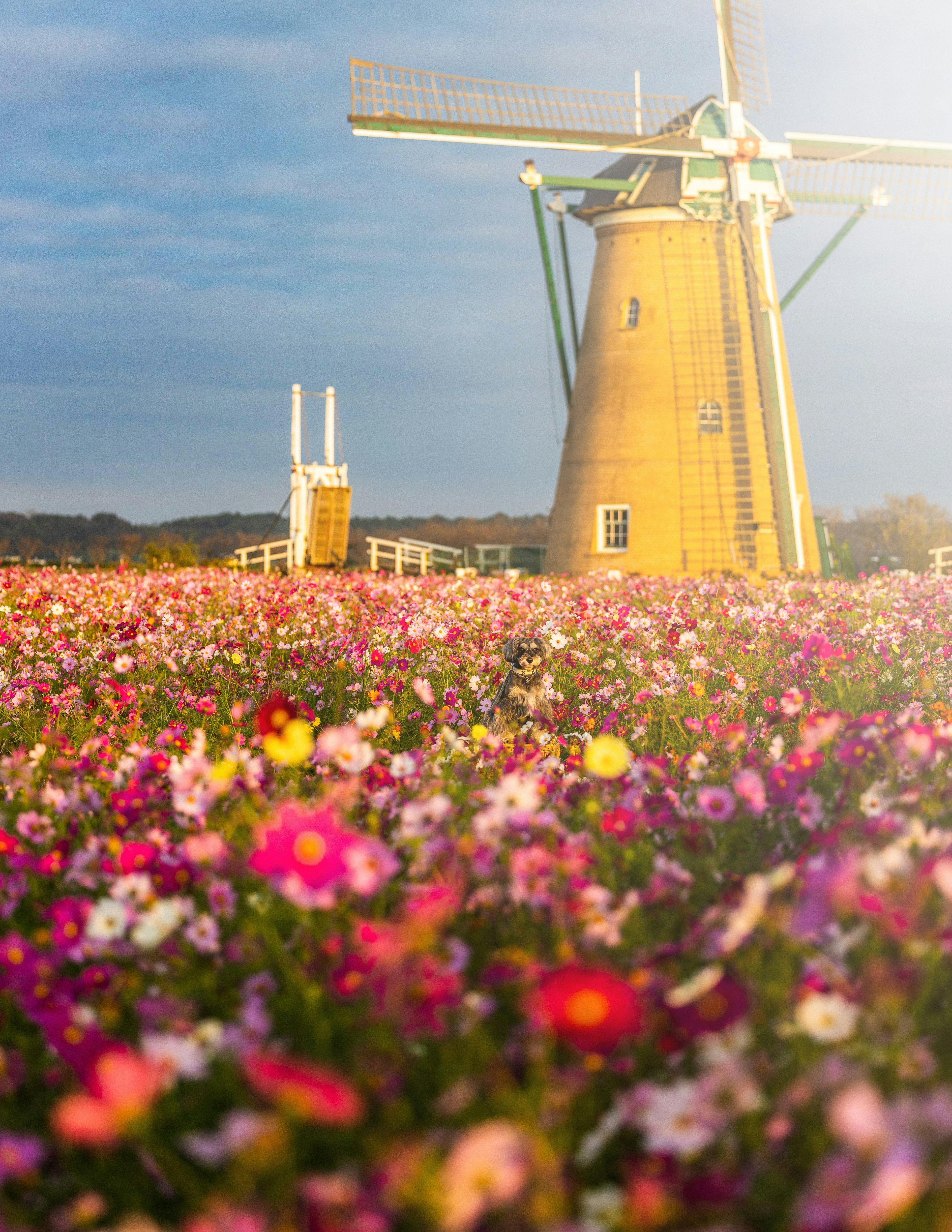 Windmühle umgeben von bunten Blumen