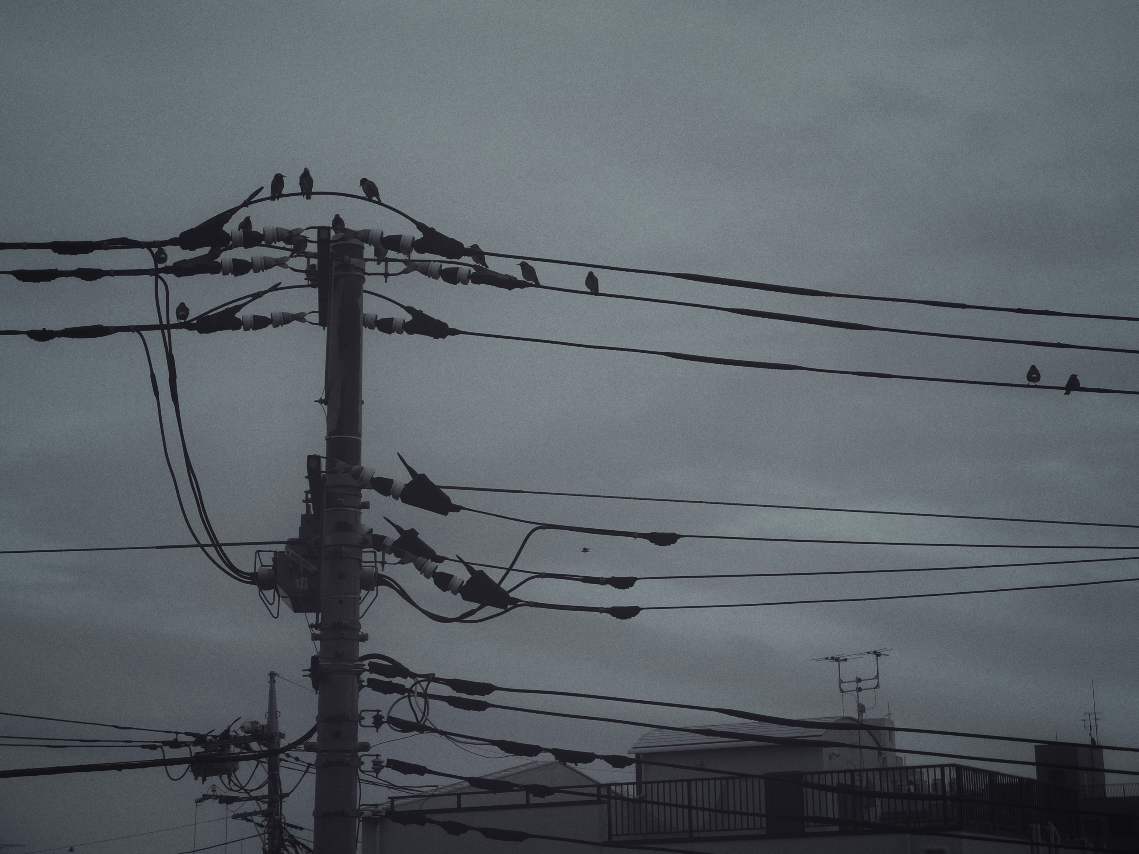 在陰雲密布的天空下棲息在電線上的鳥