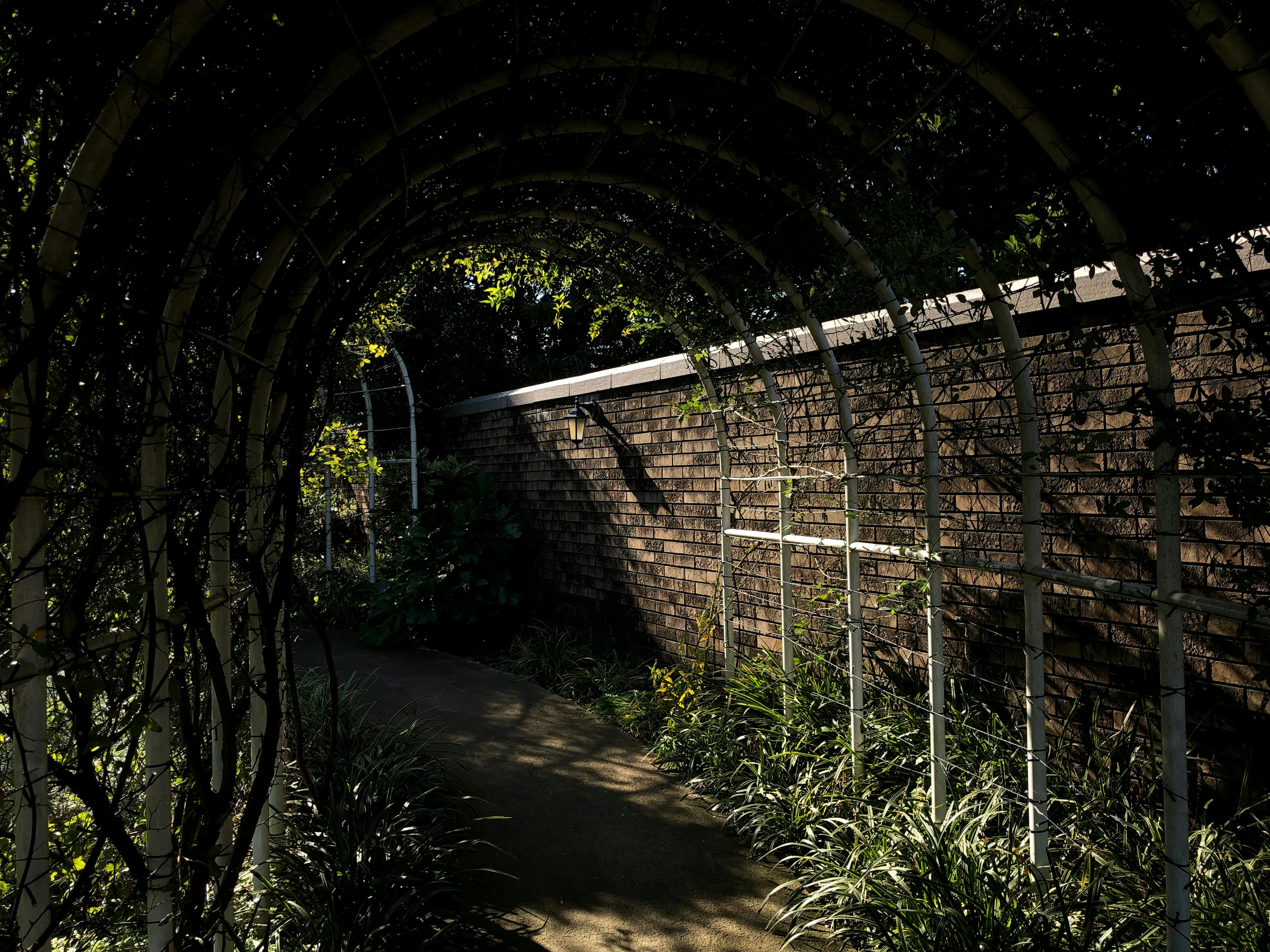 Sentiero ad arco circondato da piante verdi e un muro di mattoni