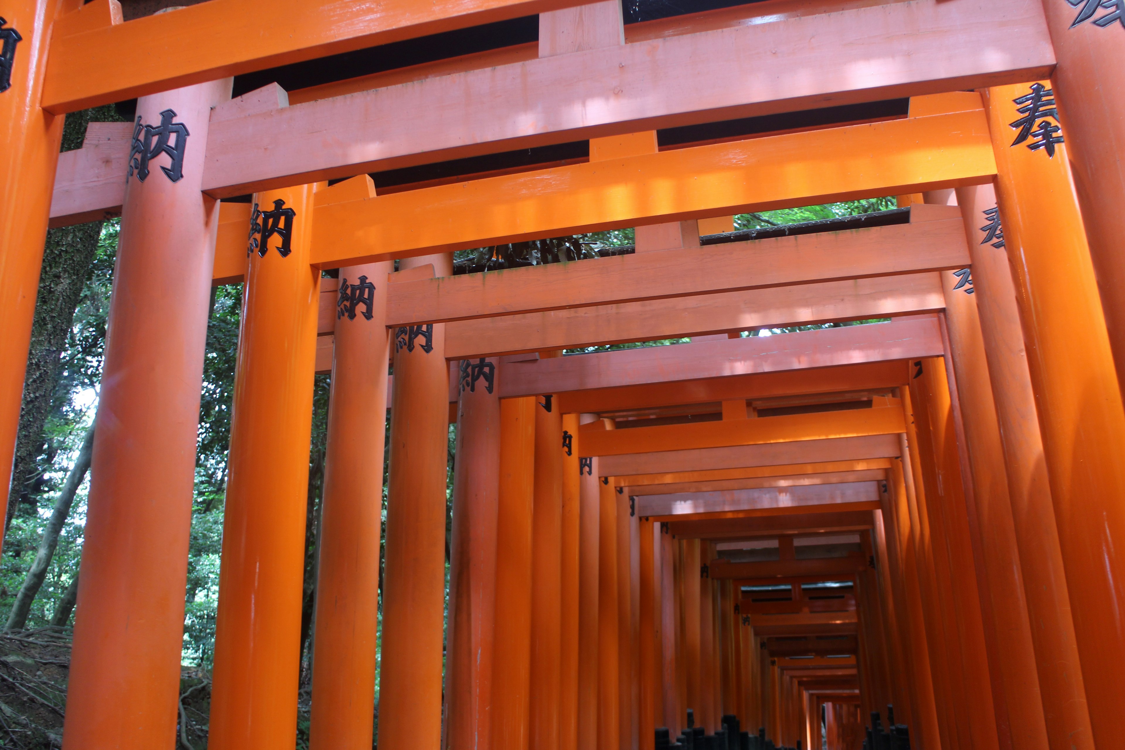 A beautiful tunnel of vibrant orange torii gates