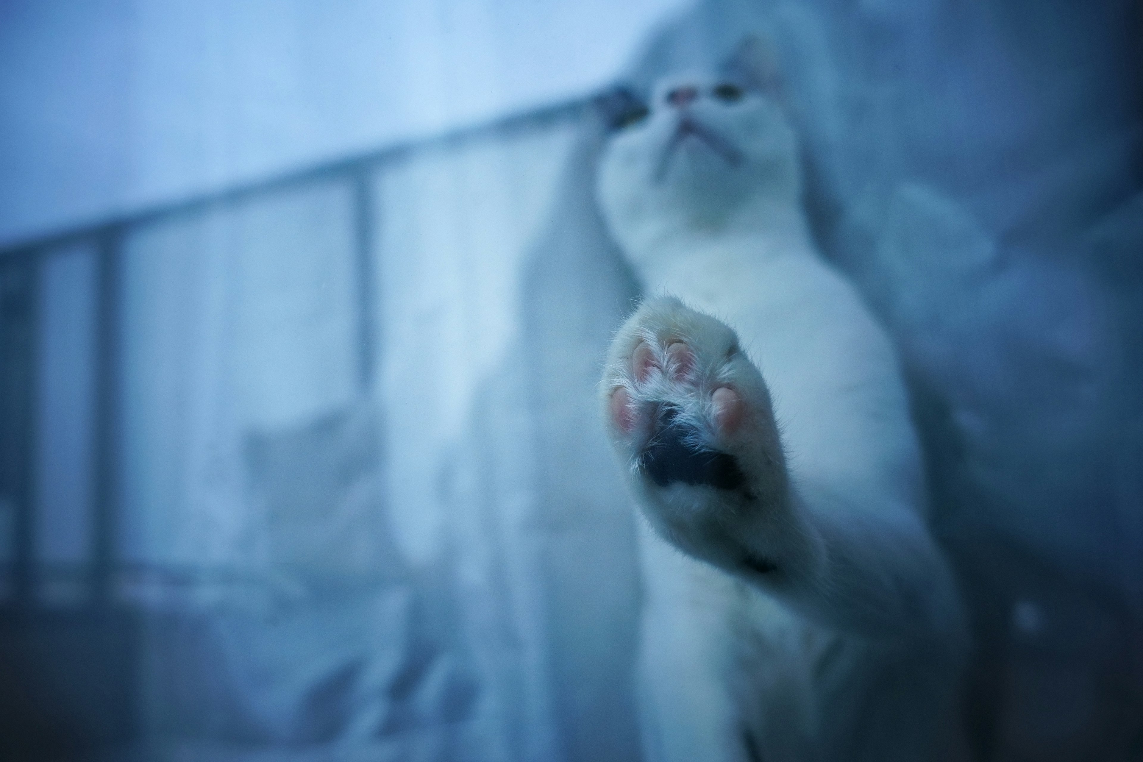 Weißer Katze, die ihre Pfote vor einem blauen Hintergrund ausstreckt