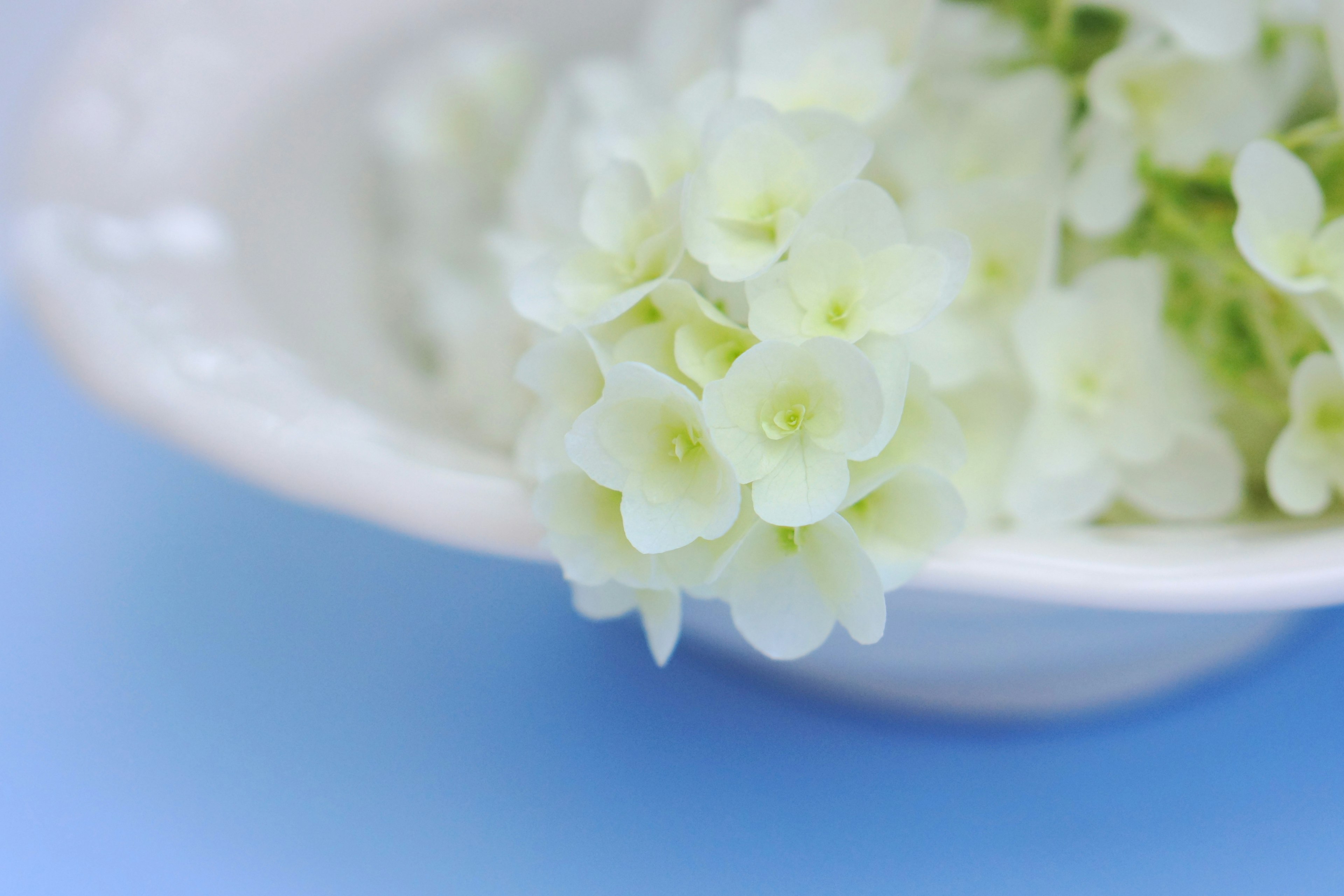 Fleurs blanches disposées dans un bol sur un fond bleu