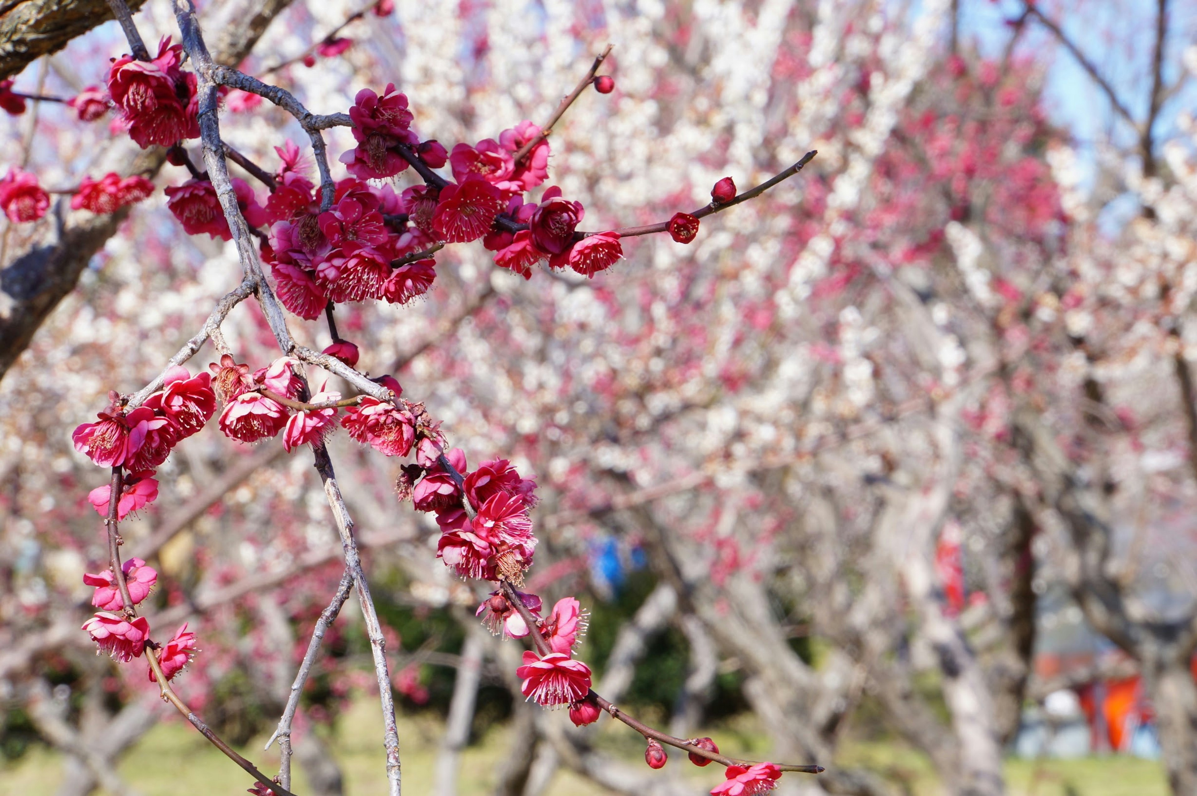 Bunga plum yang cerah dalam pemandangan yang indah