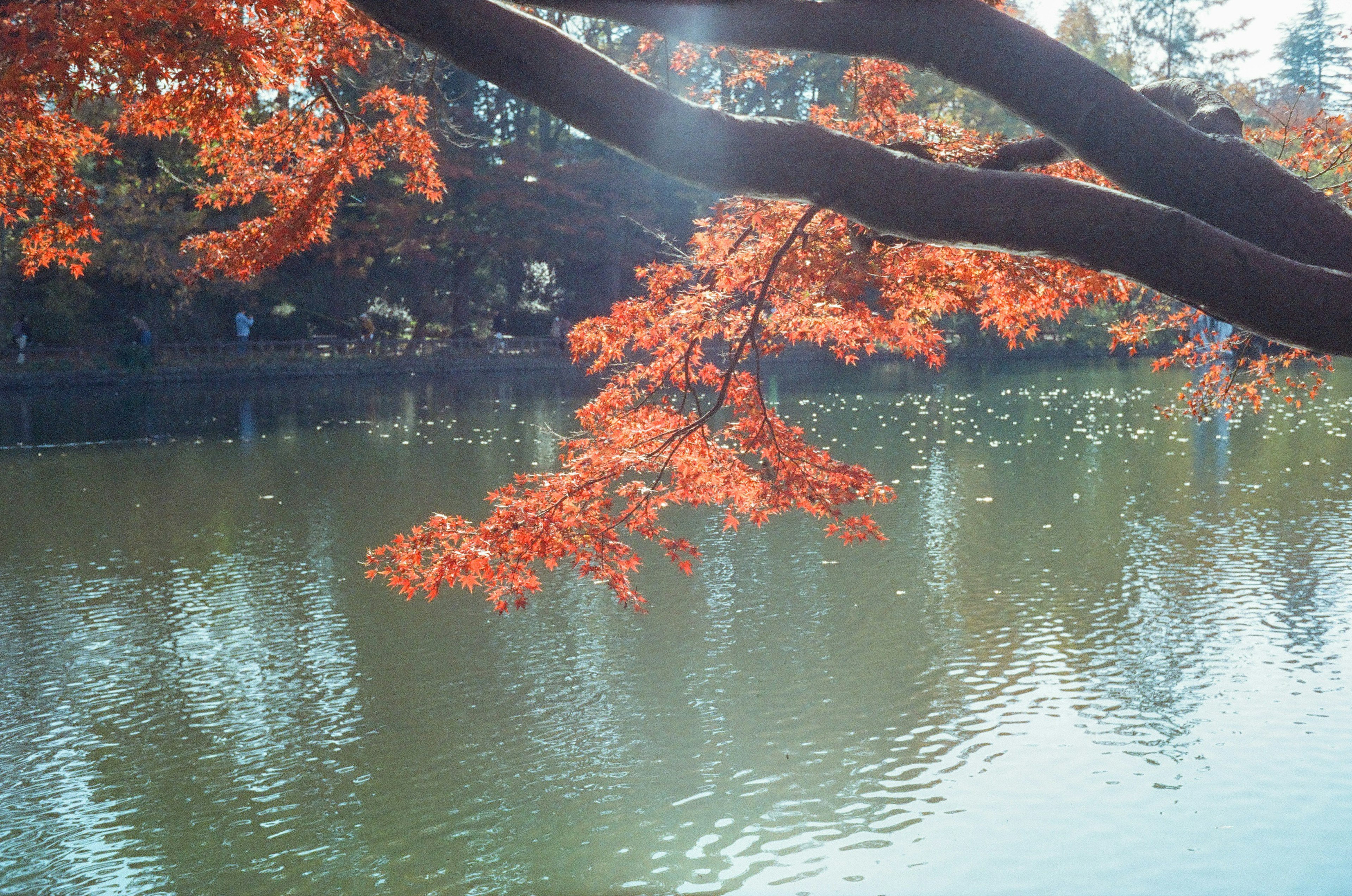 A branch of red leaves over a calm pond reflecting sunlight