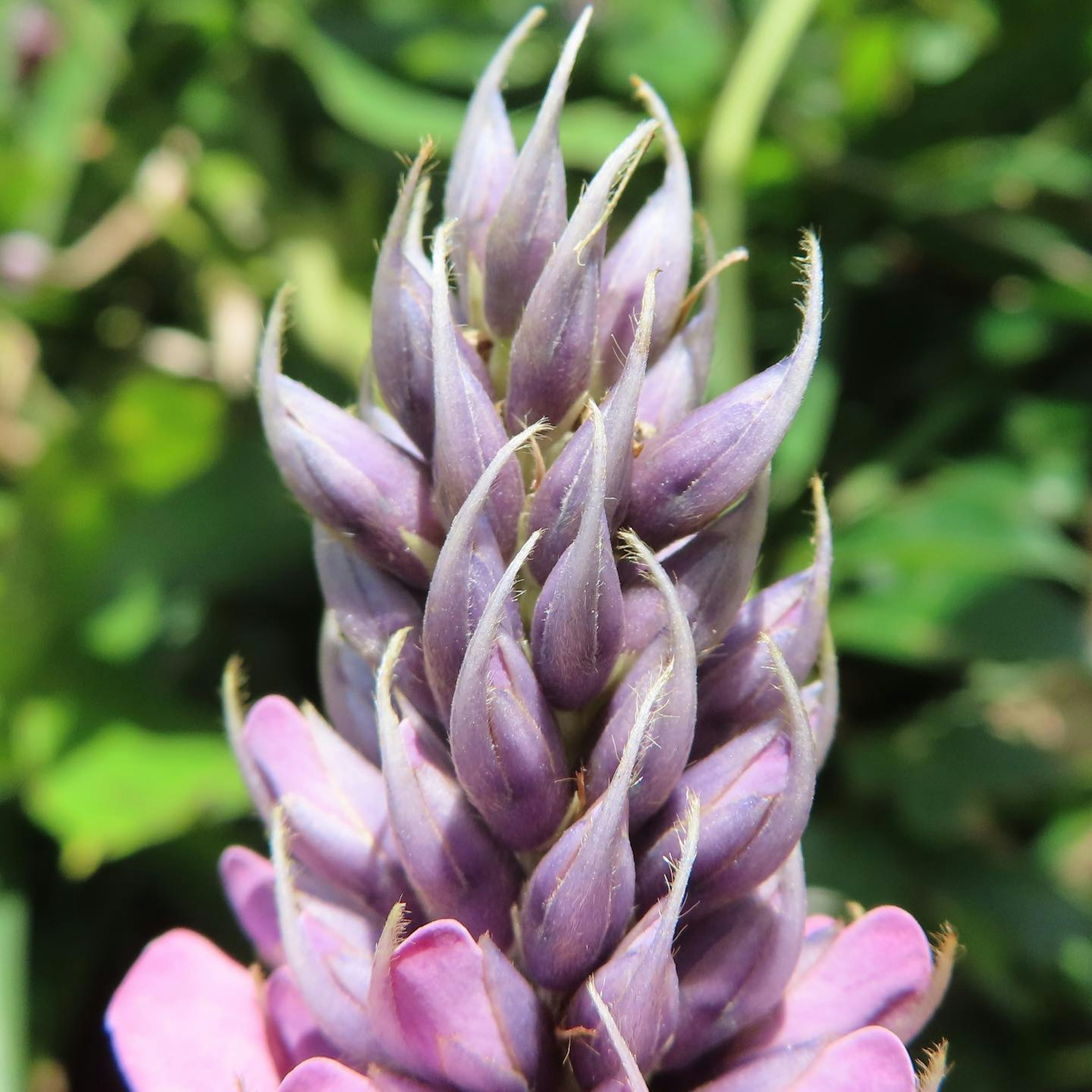 Gros plan d'une inflorescence de lupin violet sur fond vert