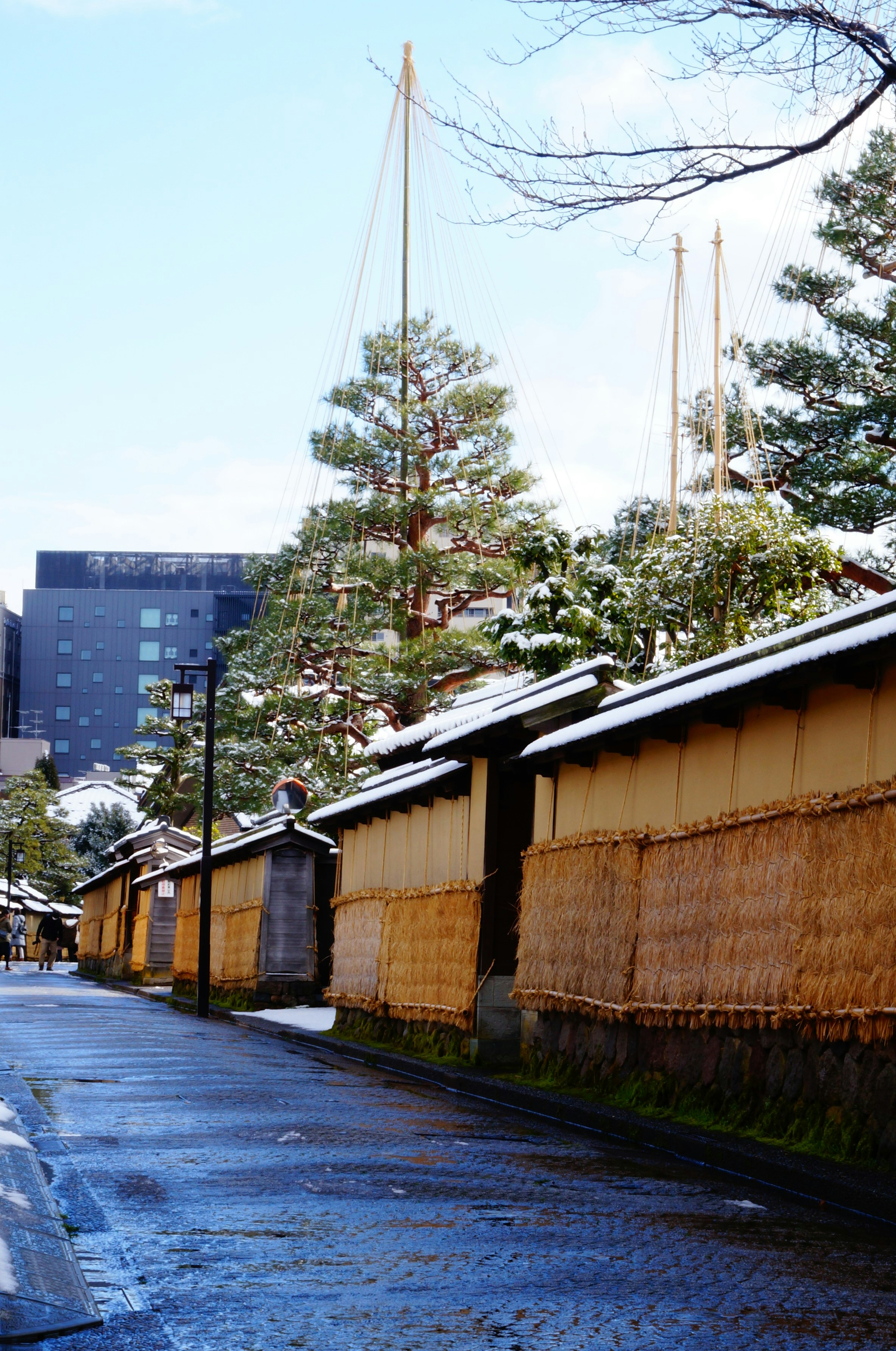 Maisons japonaises traditionnelles enneigées et pins le long d'un chemin