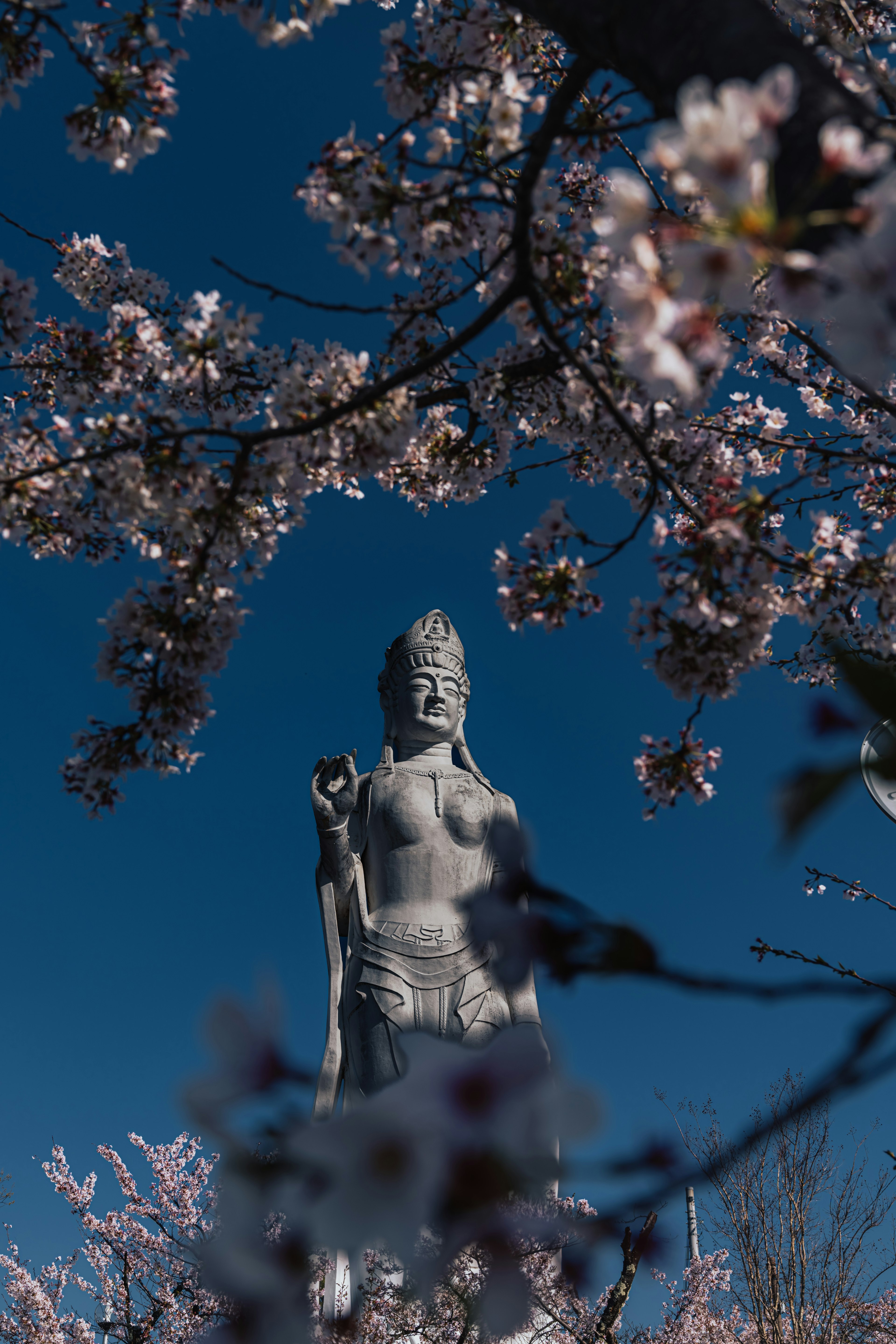 桜の花の間から見える仏像青空の背景