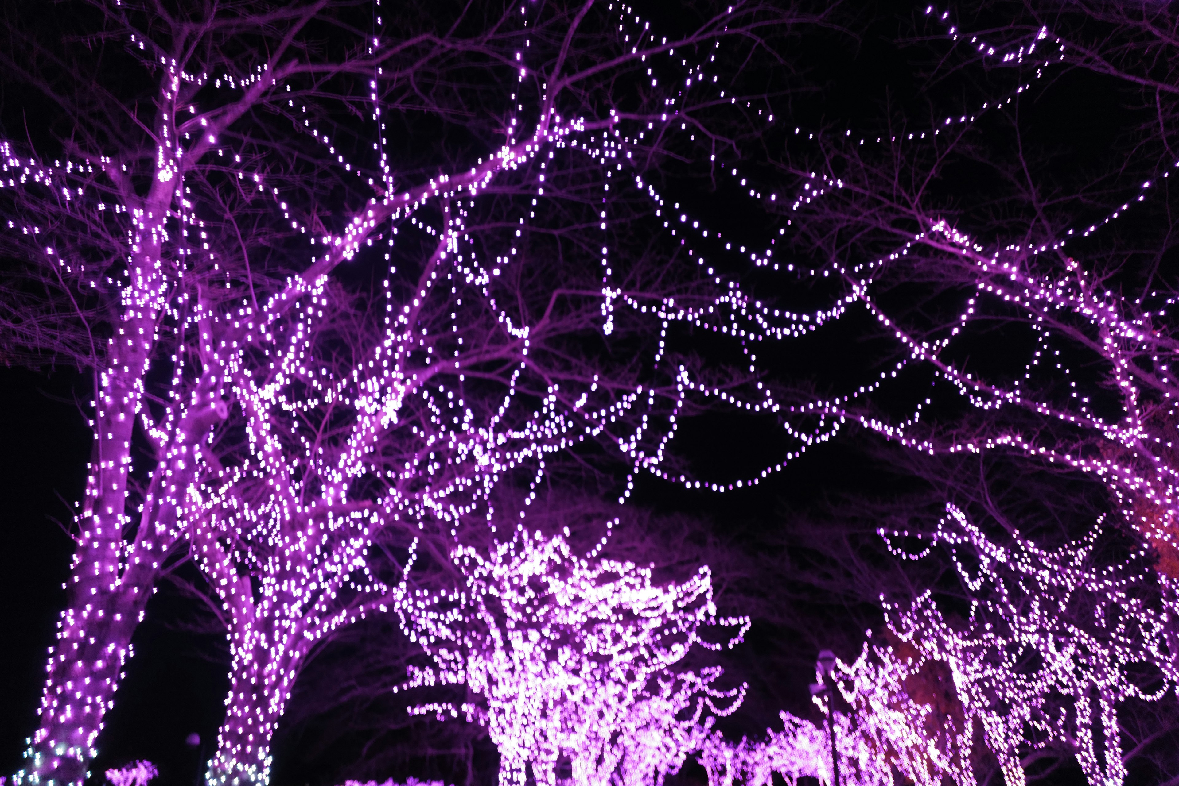 Hermosa iluminación con luces moradas en los árboles bajo el cielo nocturno