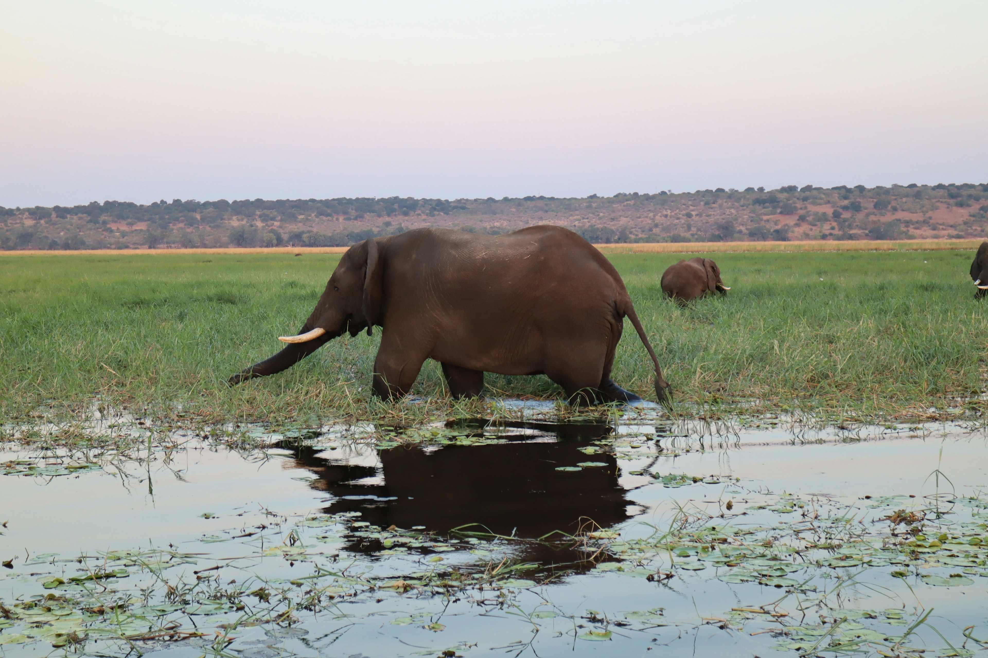 Un branco di elefanti che pascola vicino a un corpo d'acqua al tramonto