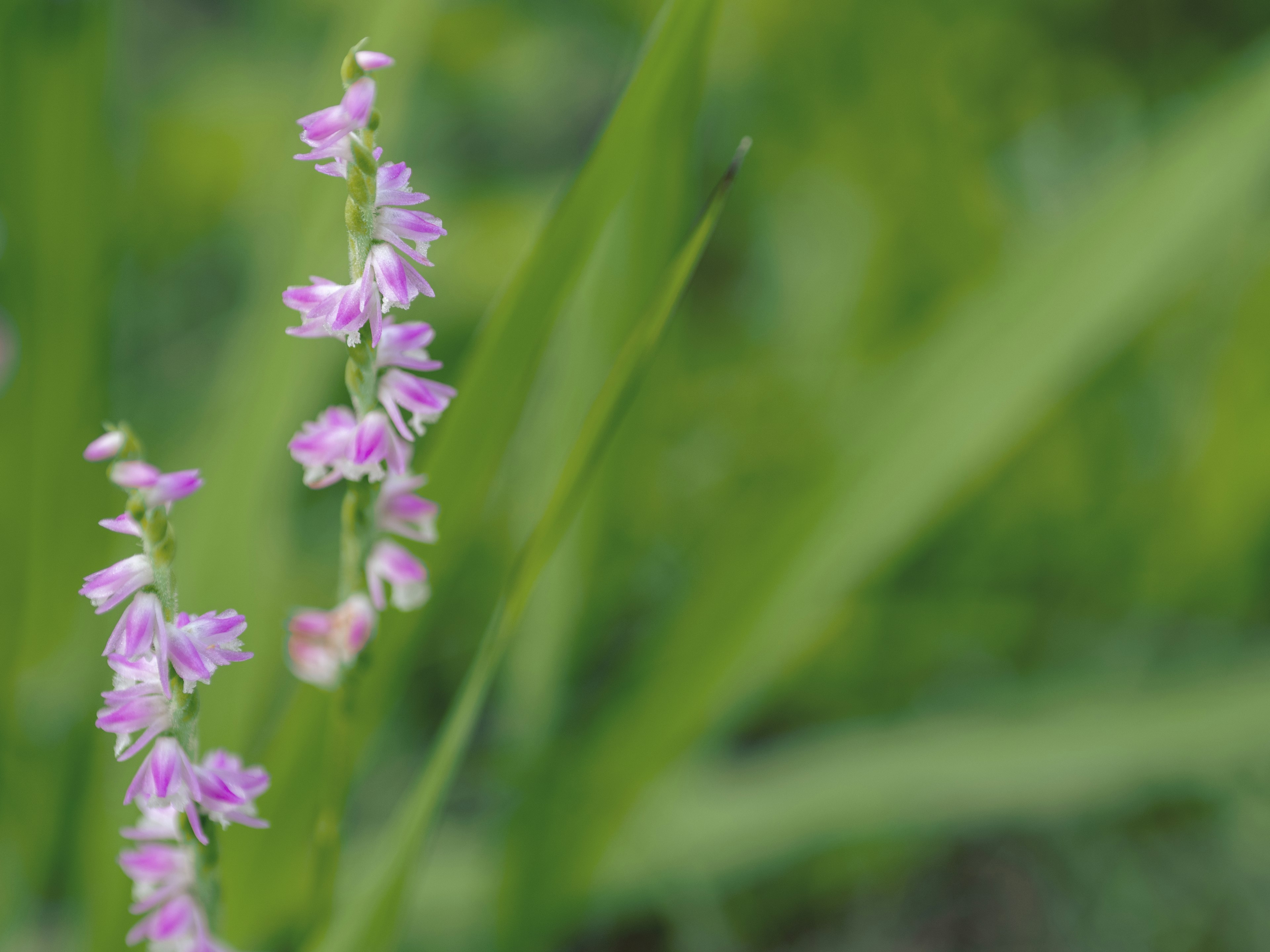 Close-up of small purple flowers against a green background